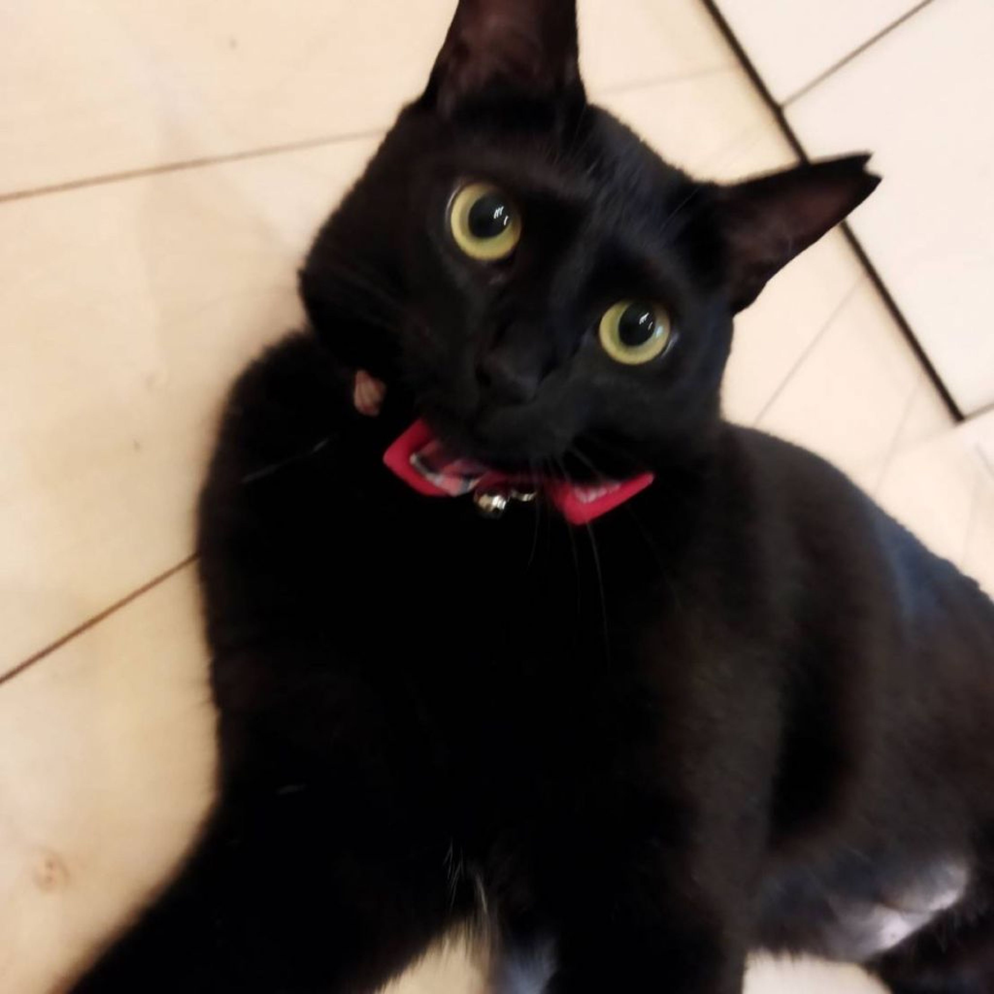 pet-image-3