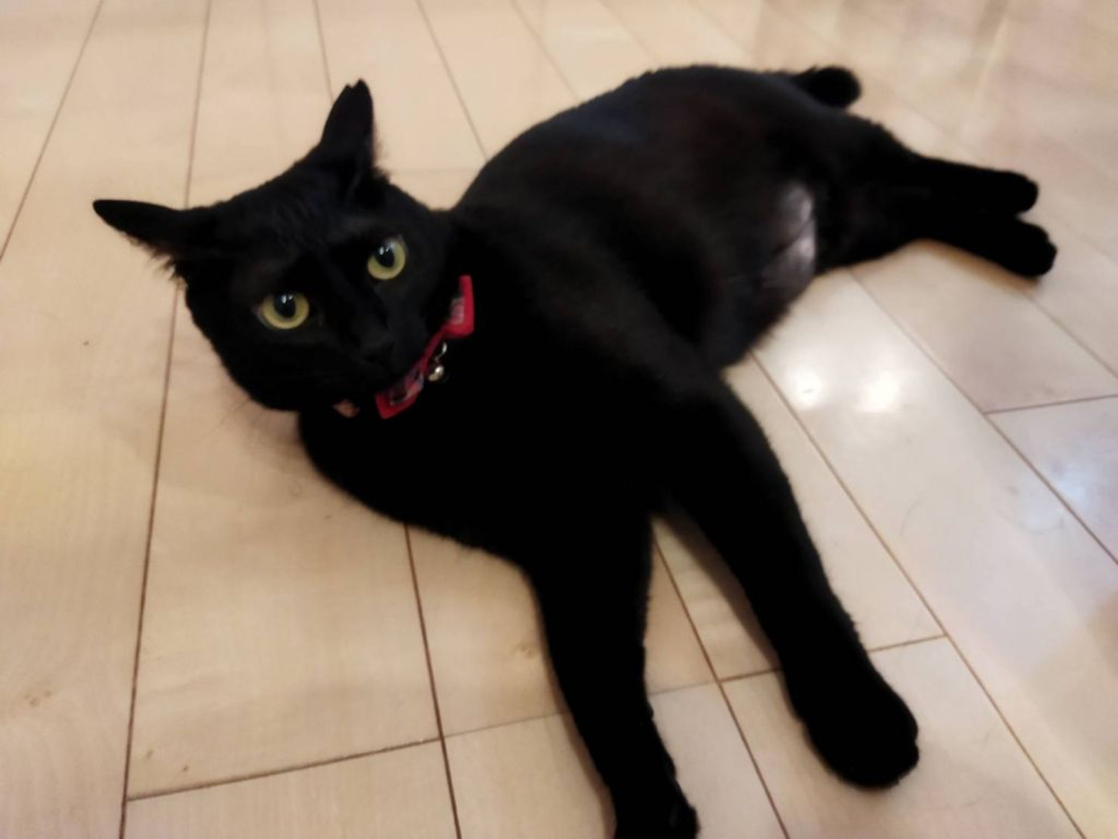 pet-image-6