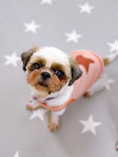 タンザニアの写真