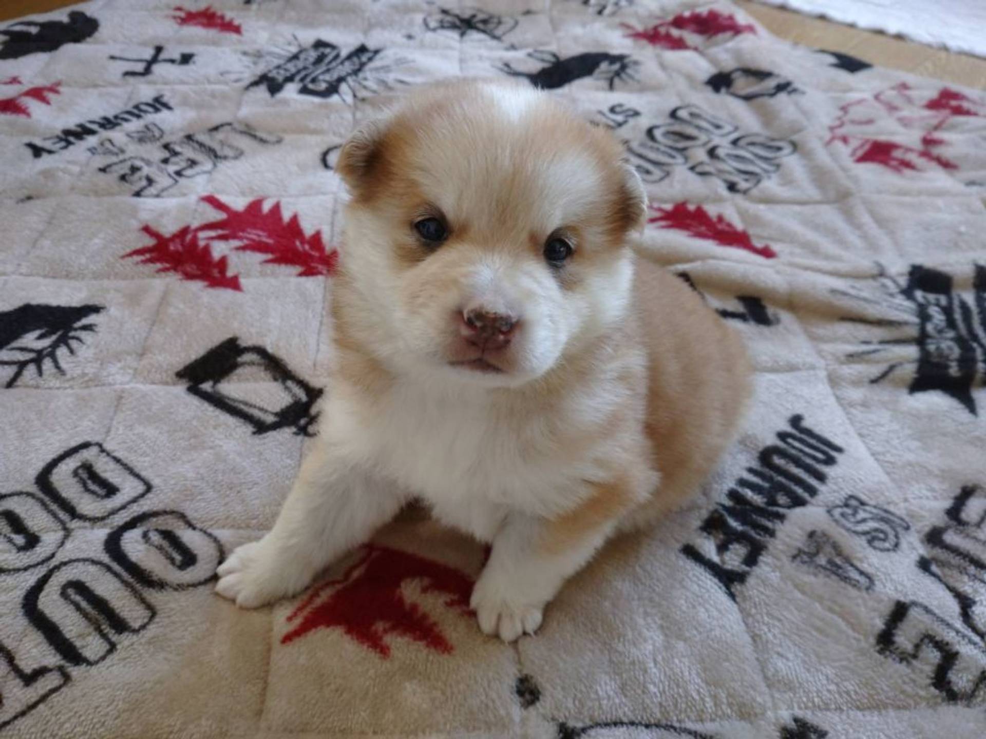 雑種（ミックス犬）・オスの里親募集の写真