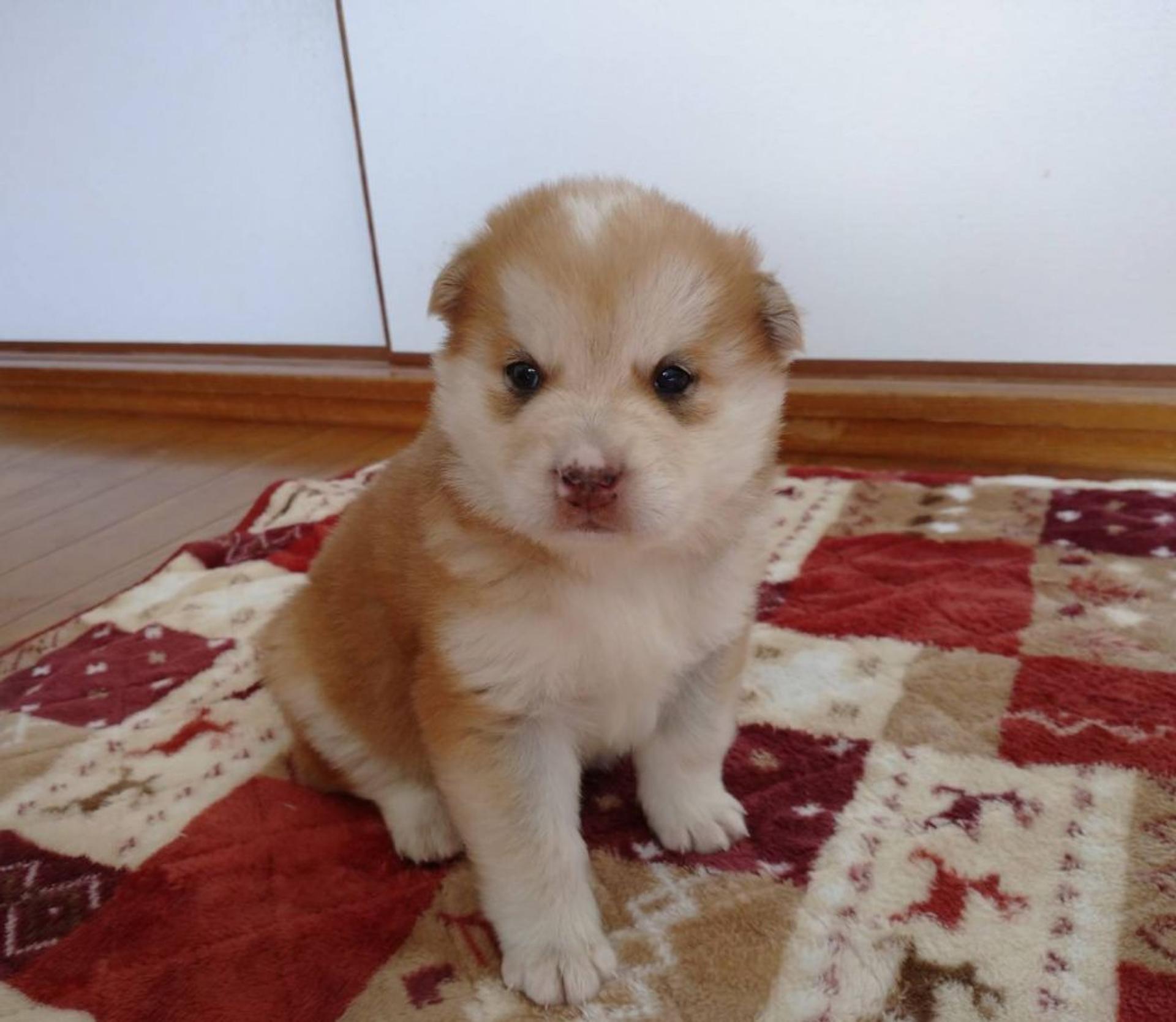pet-image-2
