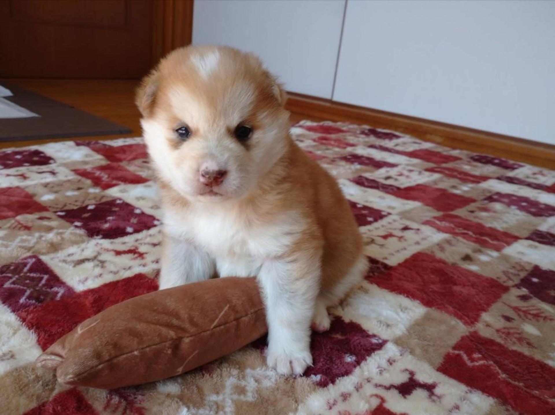 pet-image-3