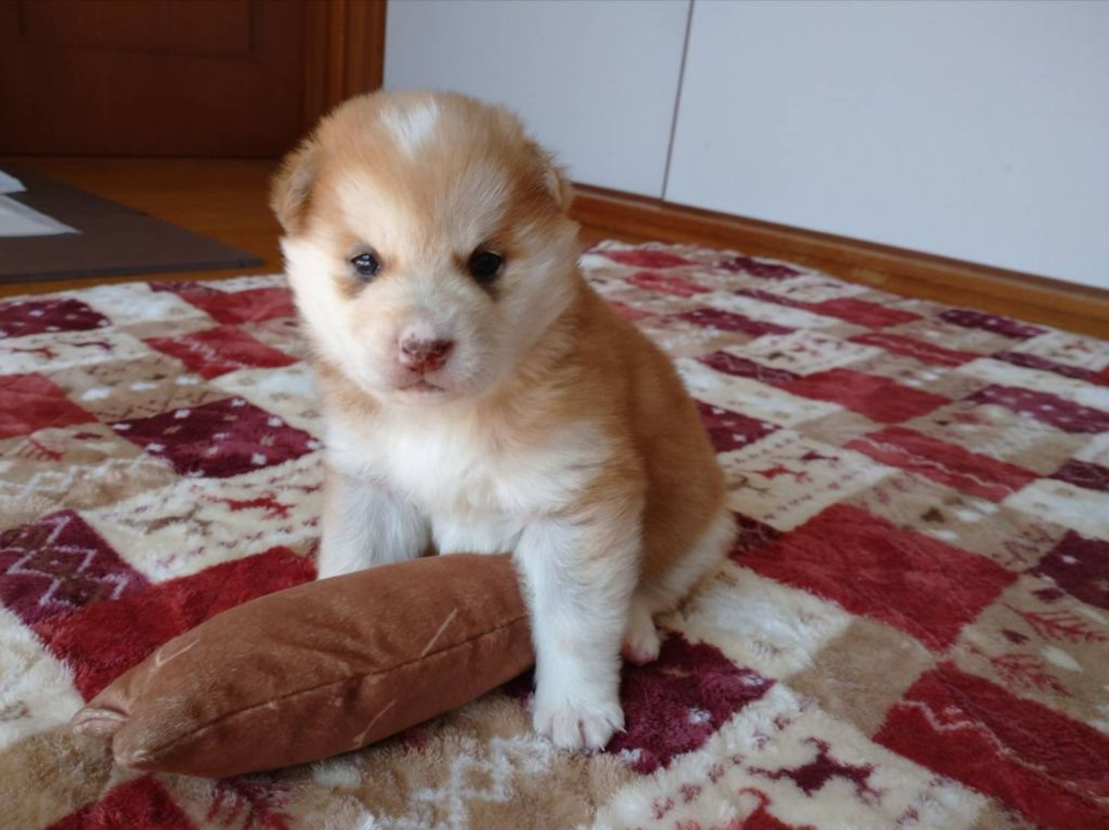 pet-image-3