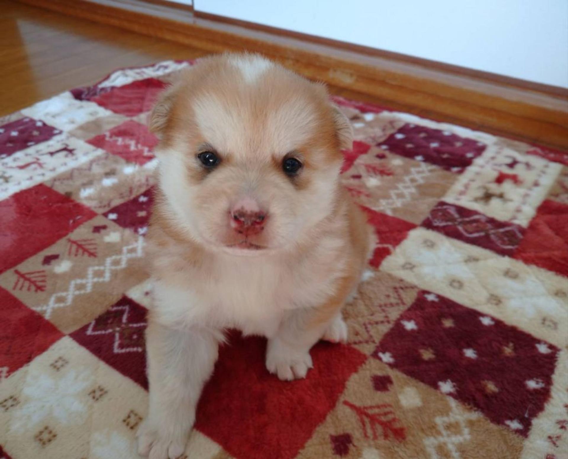 pet-image-4