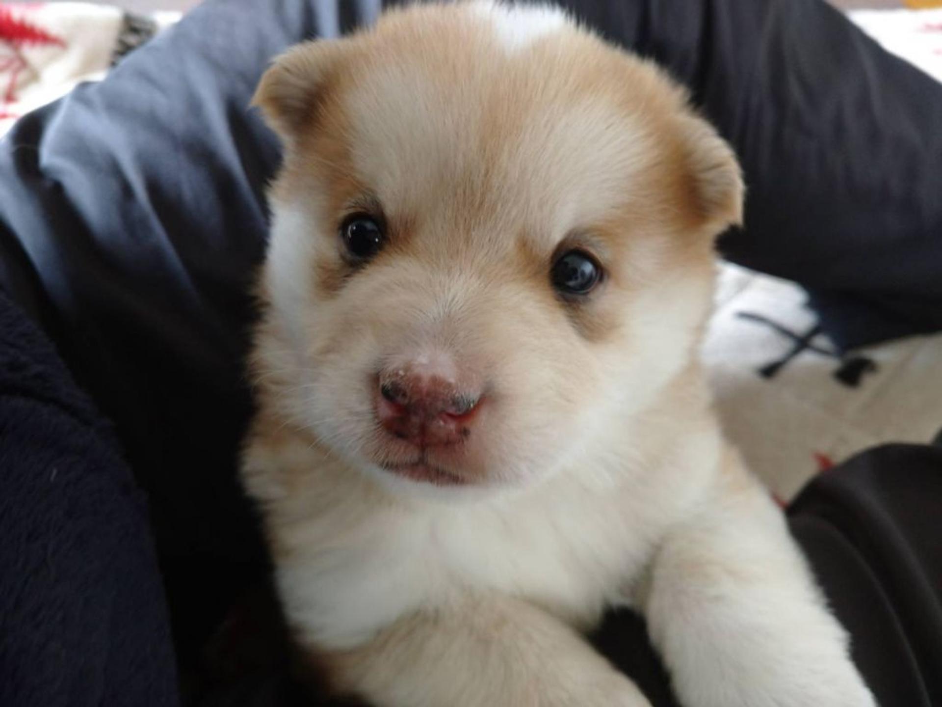 pet-image-5