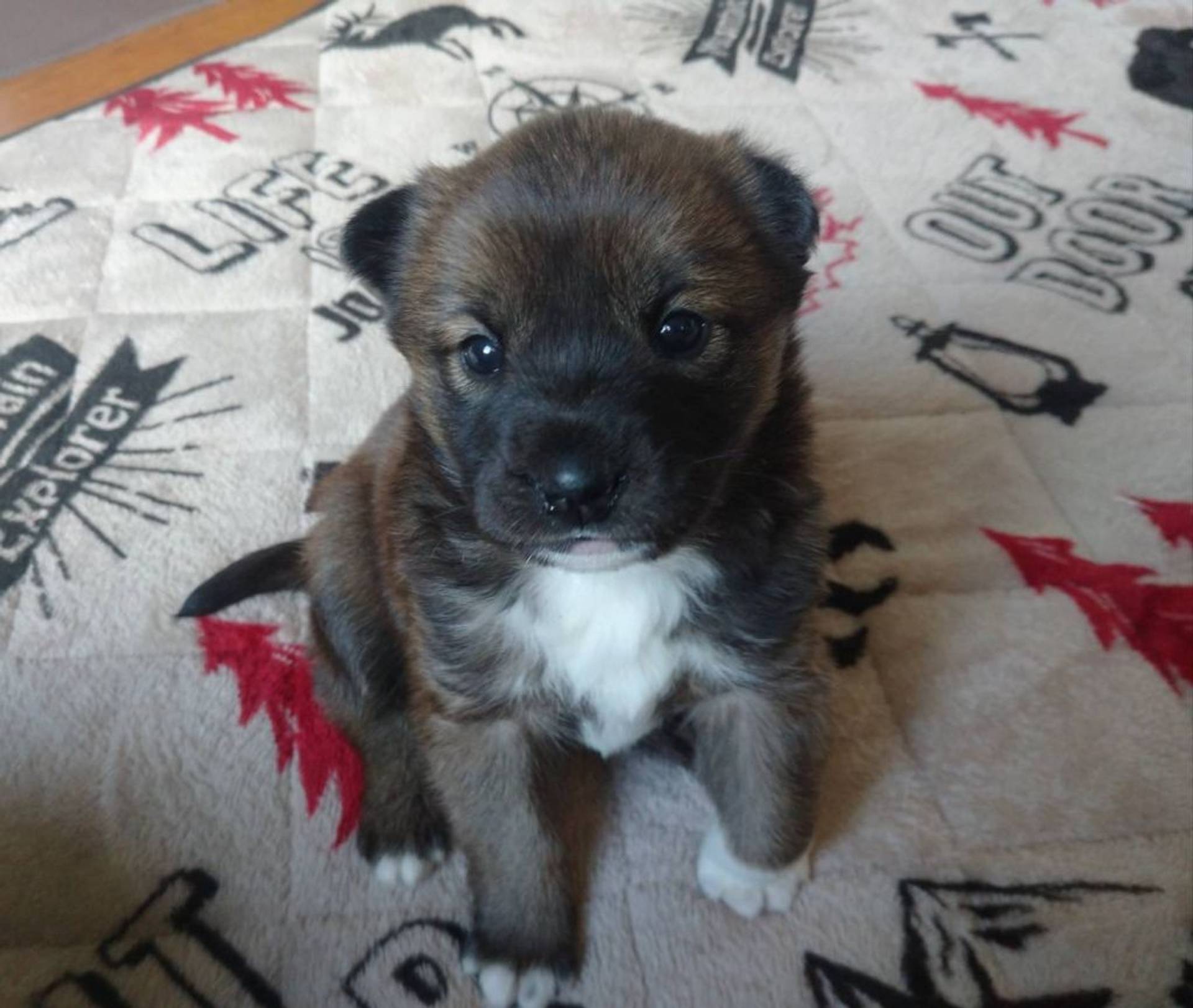 雑種（ミックス犬）・メスの里親募集の写真