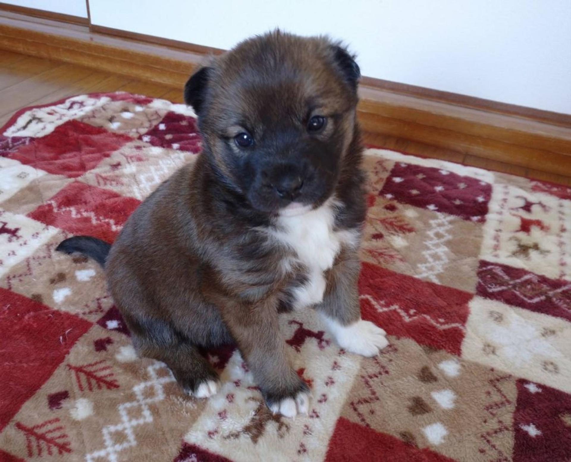 pet-image-2
