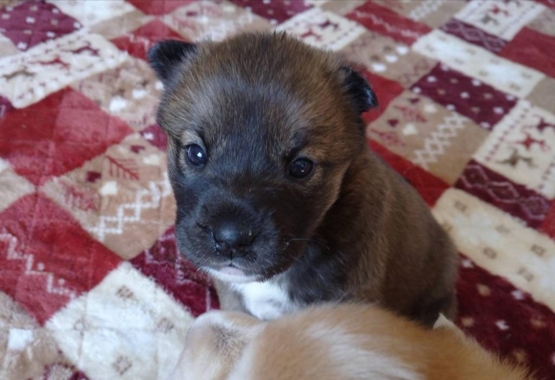 pet-image-4