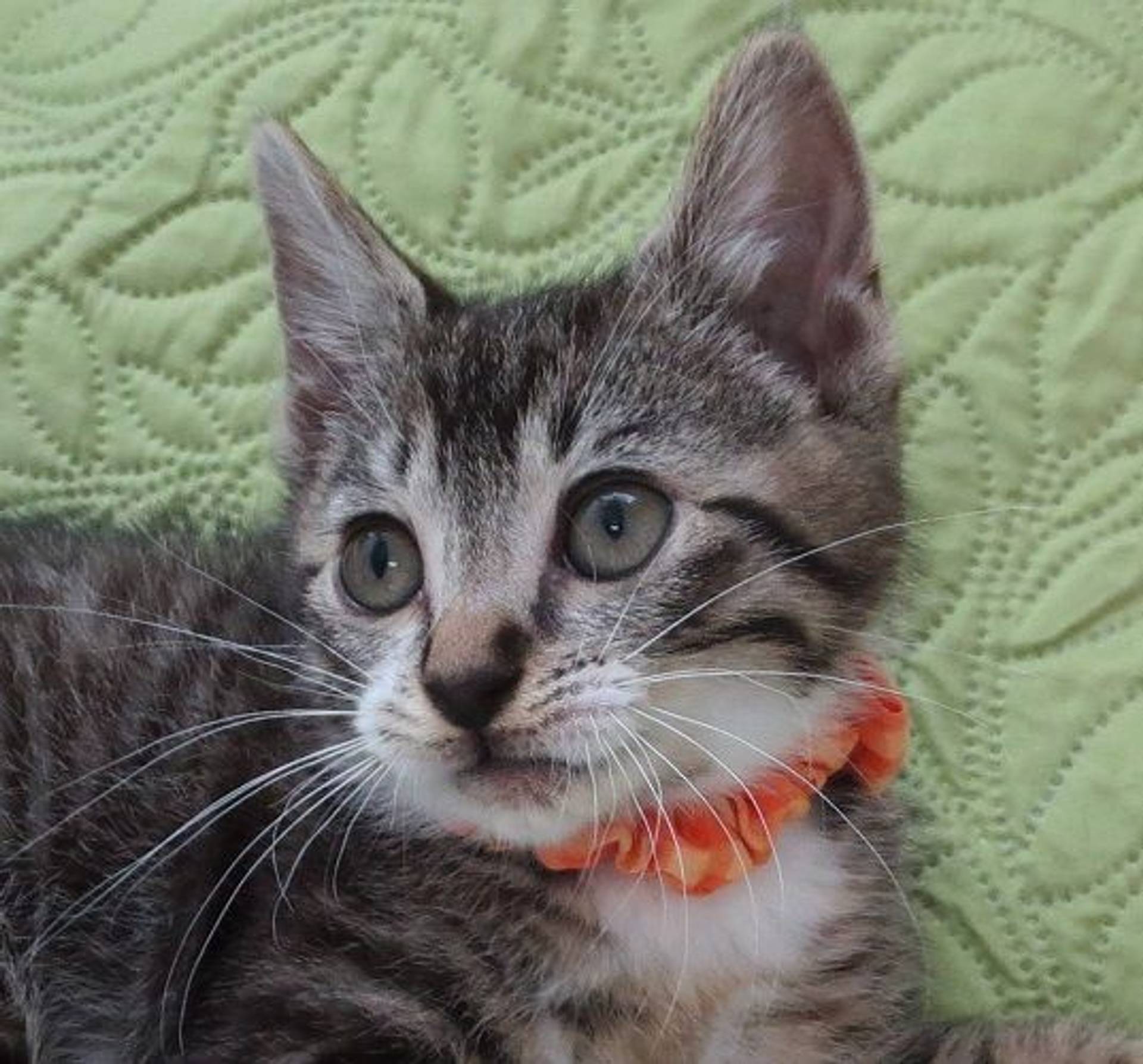 雑種（ミックス猫）・オスの里親募集の写真
