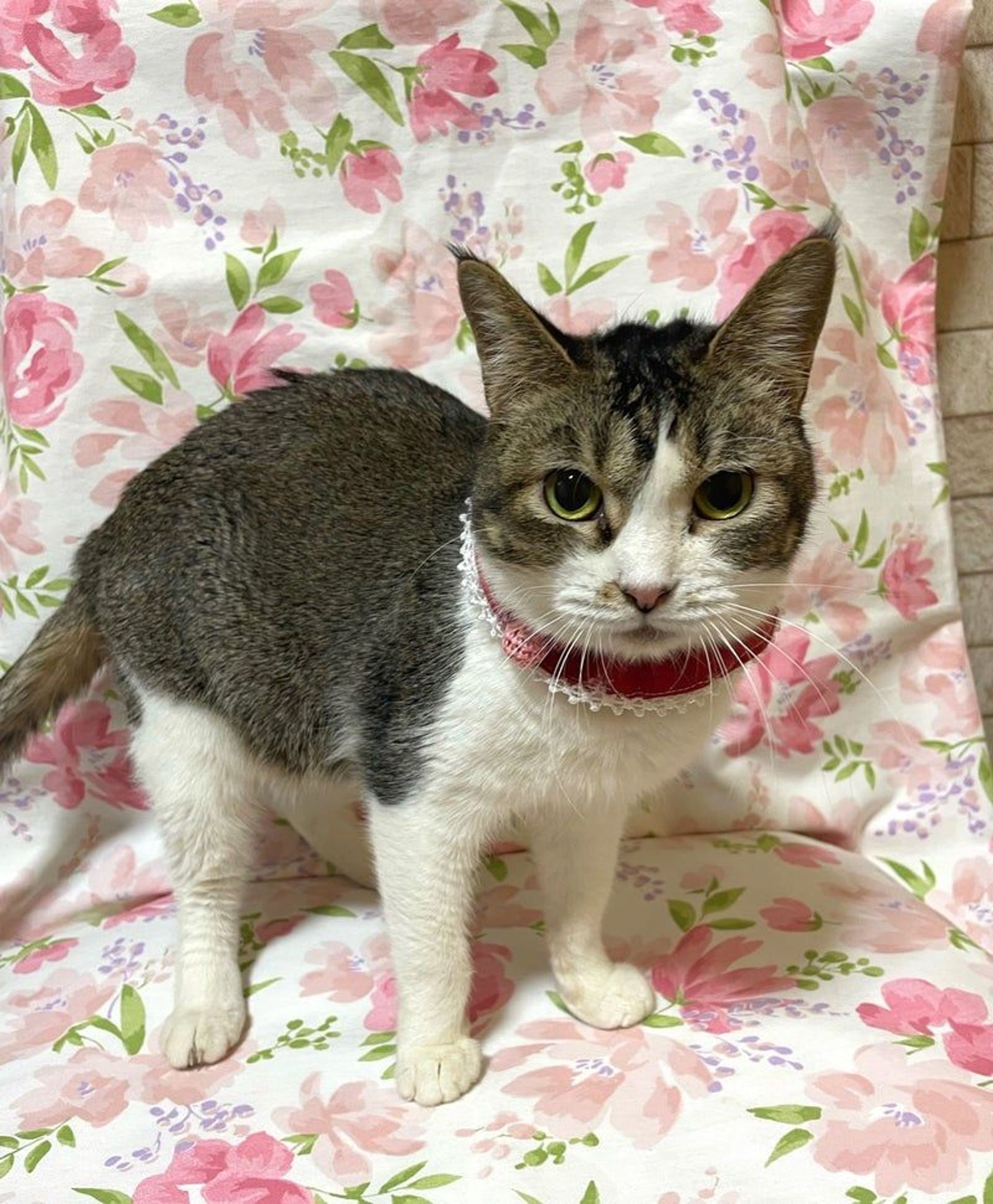 雑種（ミックス猫）・メスの里親募集の写真