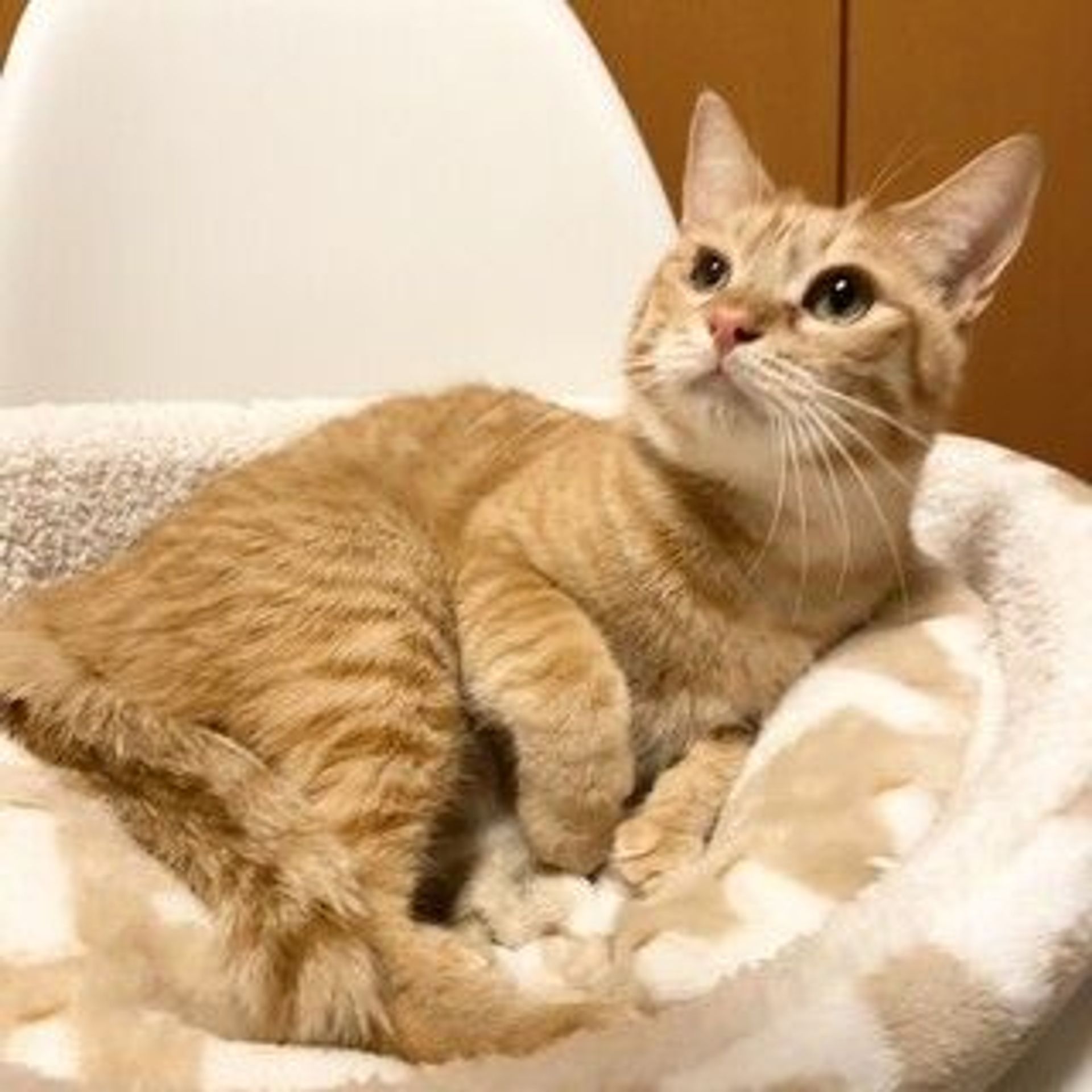 雑種（ミックス猫）・オスの里親募集の写真