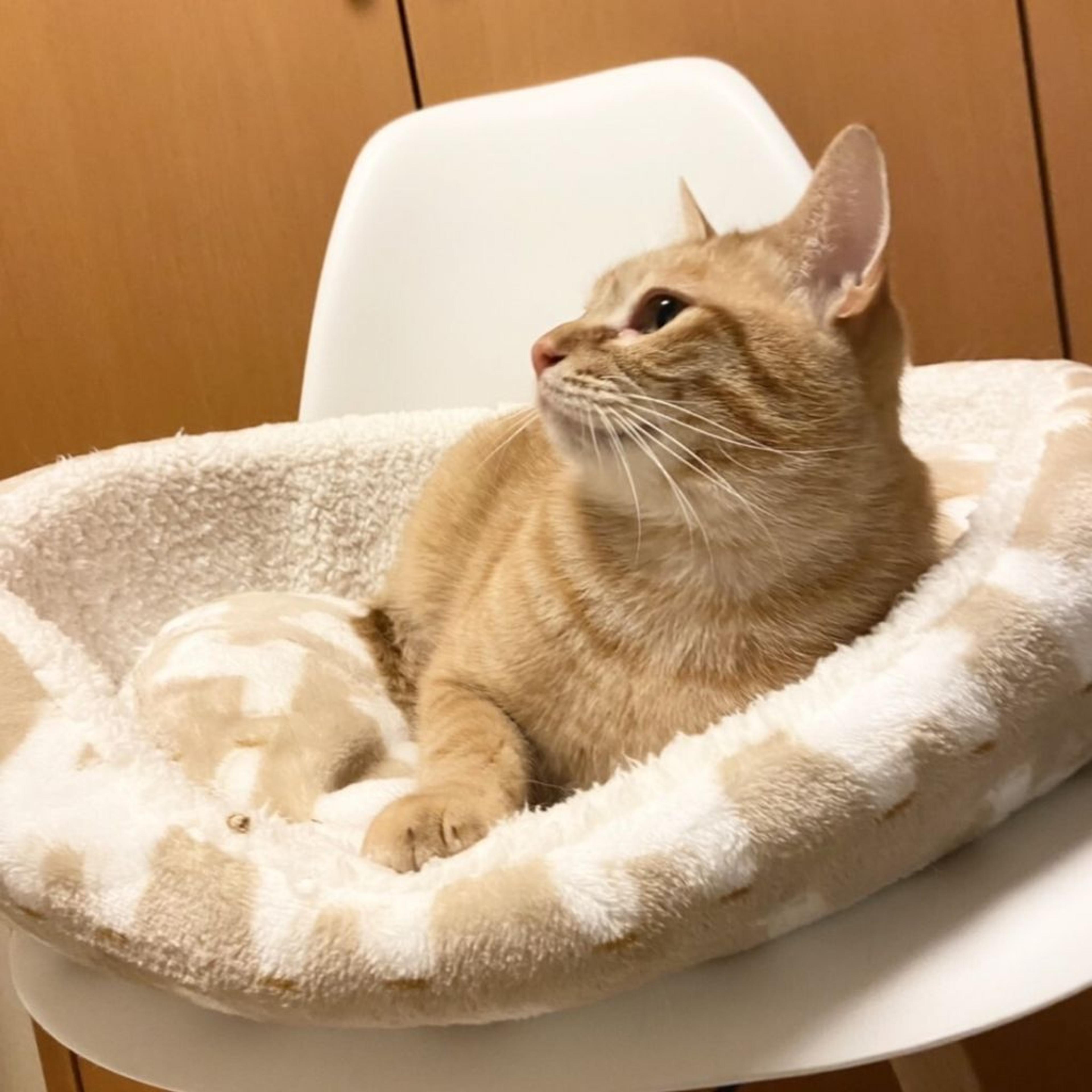 pet-image-2
