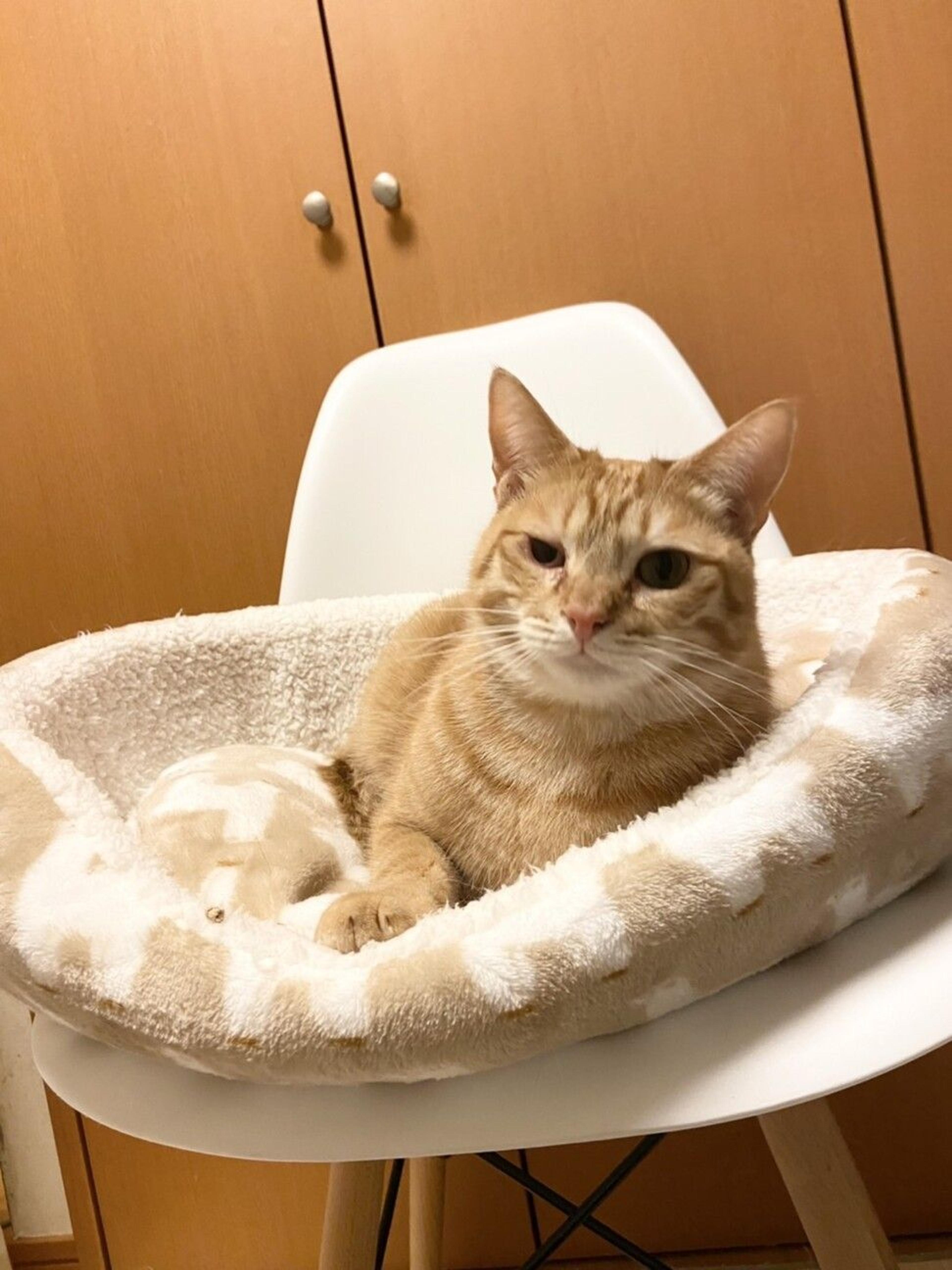 pet-image-3