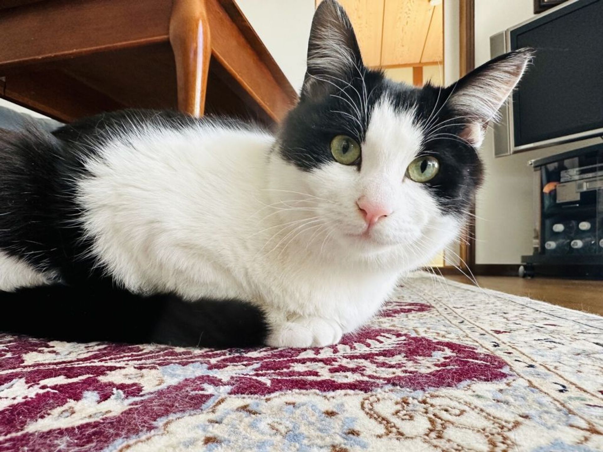 雑種（ミックス猫）・オスの里親募集の写真