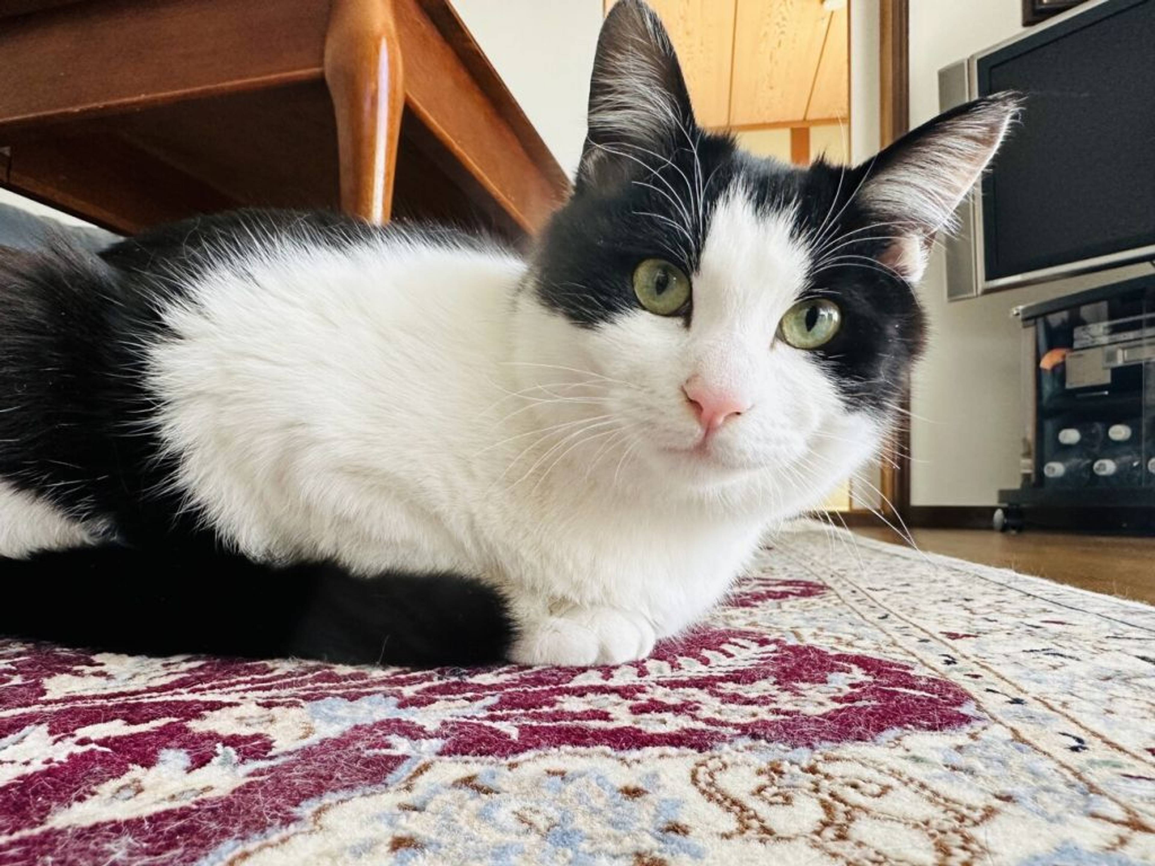 雑種（ミックス猫）・オスの里親募集の写真