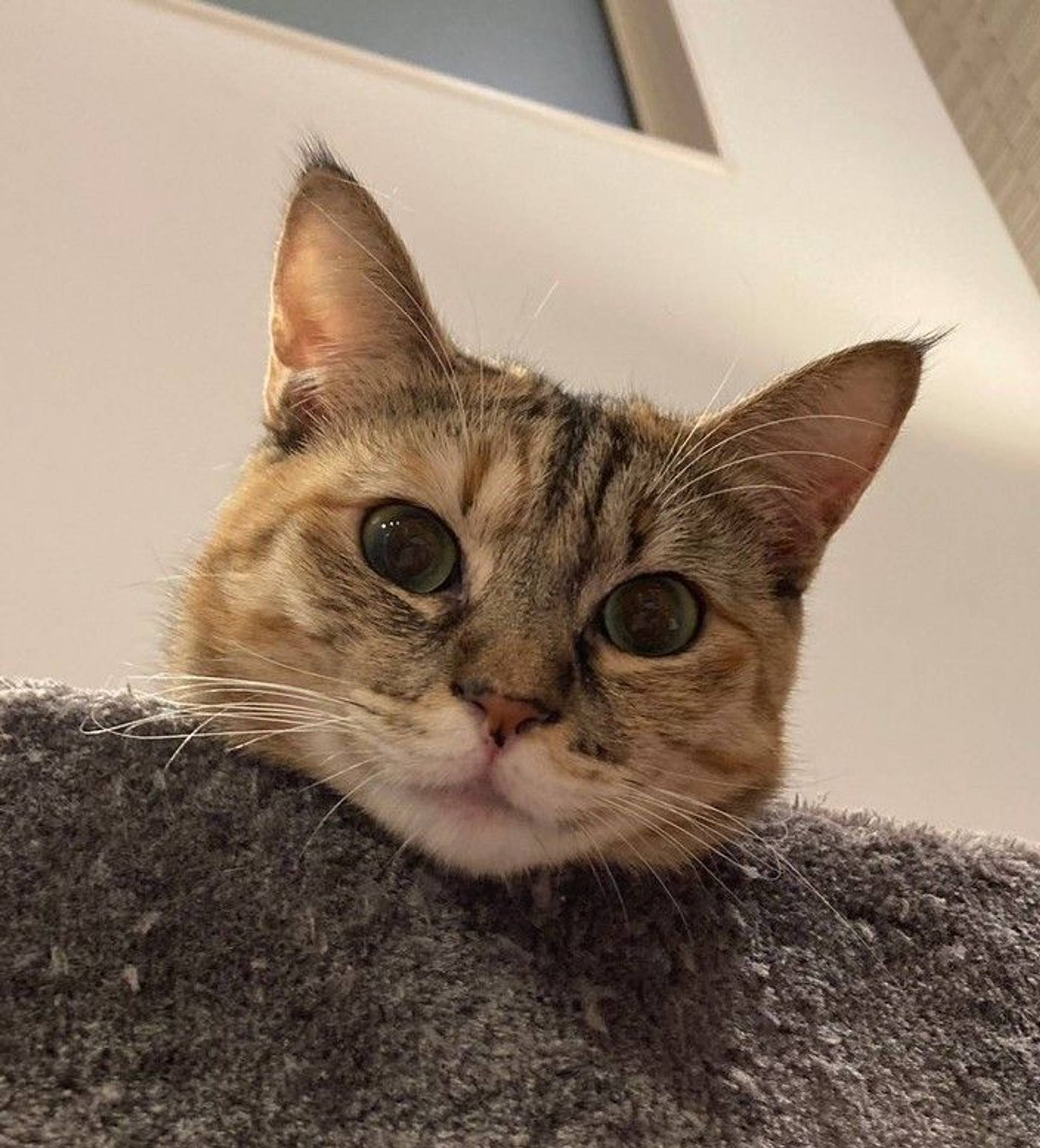 雑種（ミックス猫）・メスの里親募集の写真