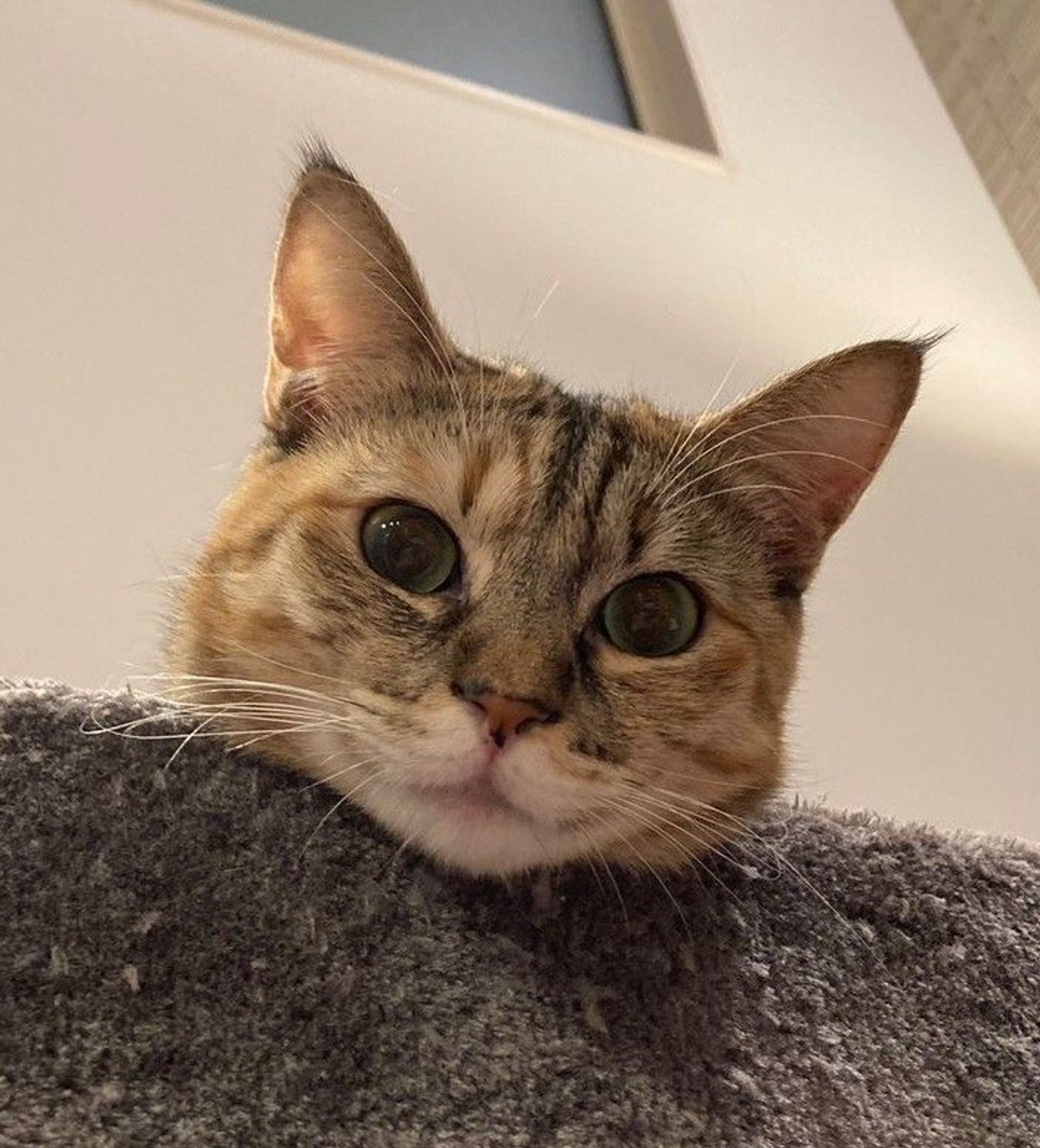 雑種（ミックス猫）・メスの里親募集の写真