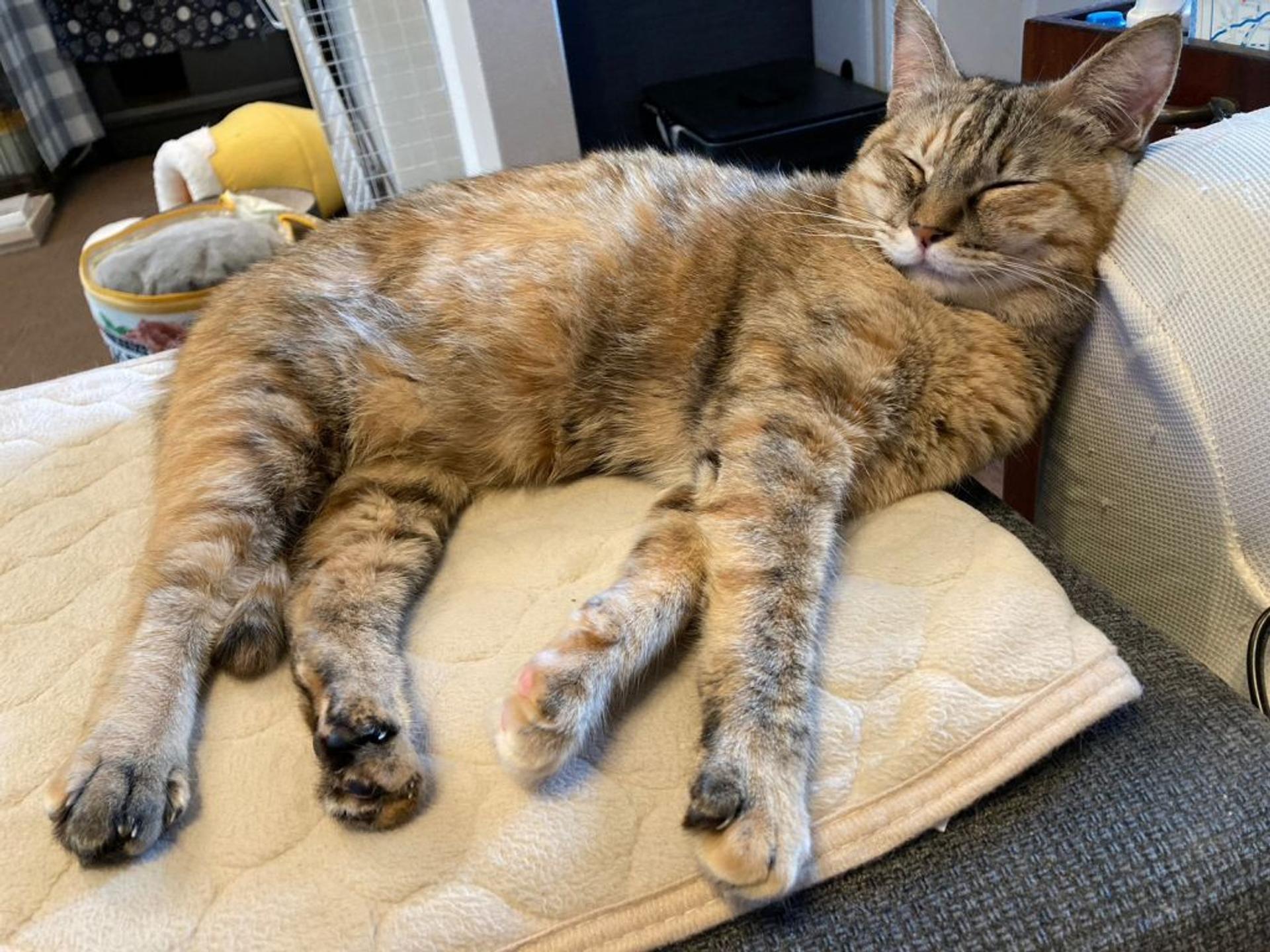 pet-image-5