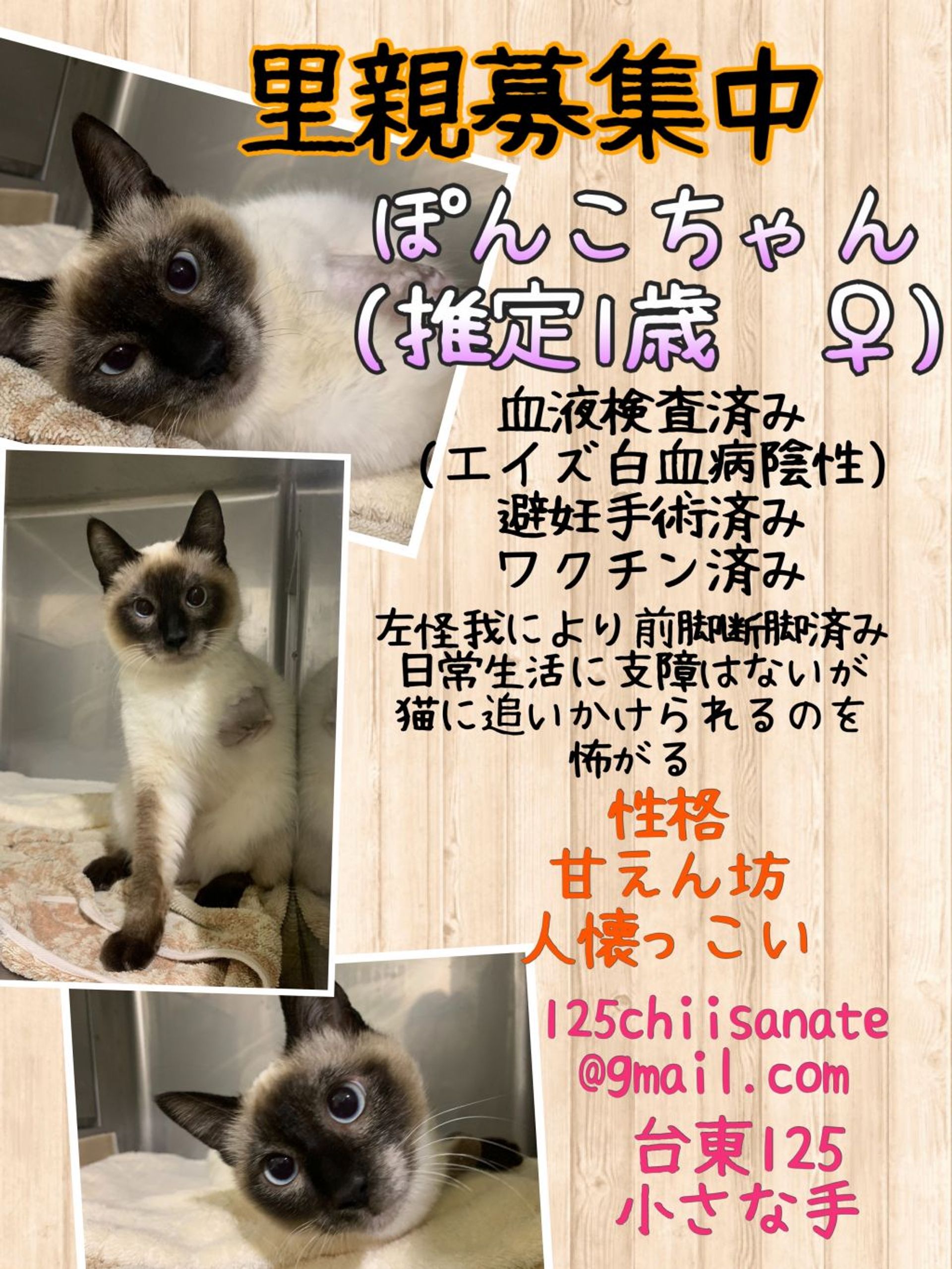 雑種（ミックス猫）・メスの里親募集の写真
