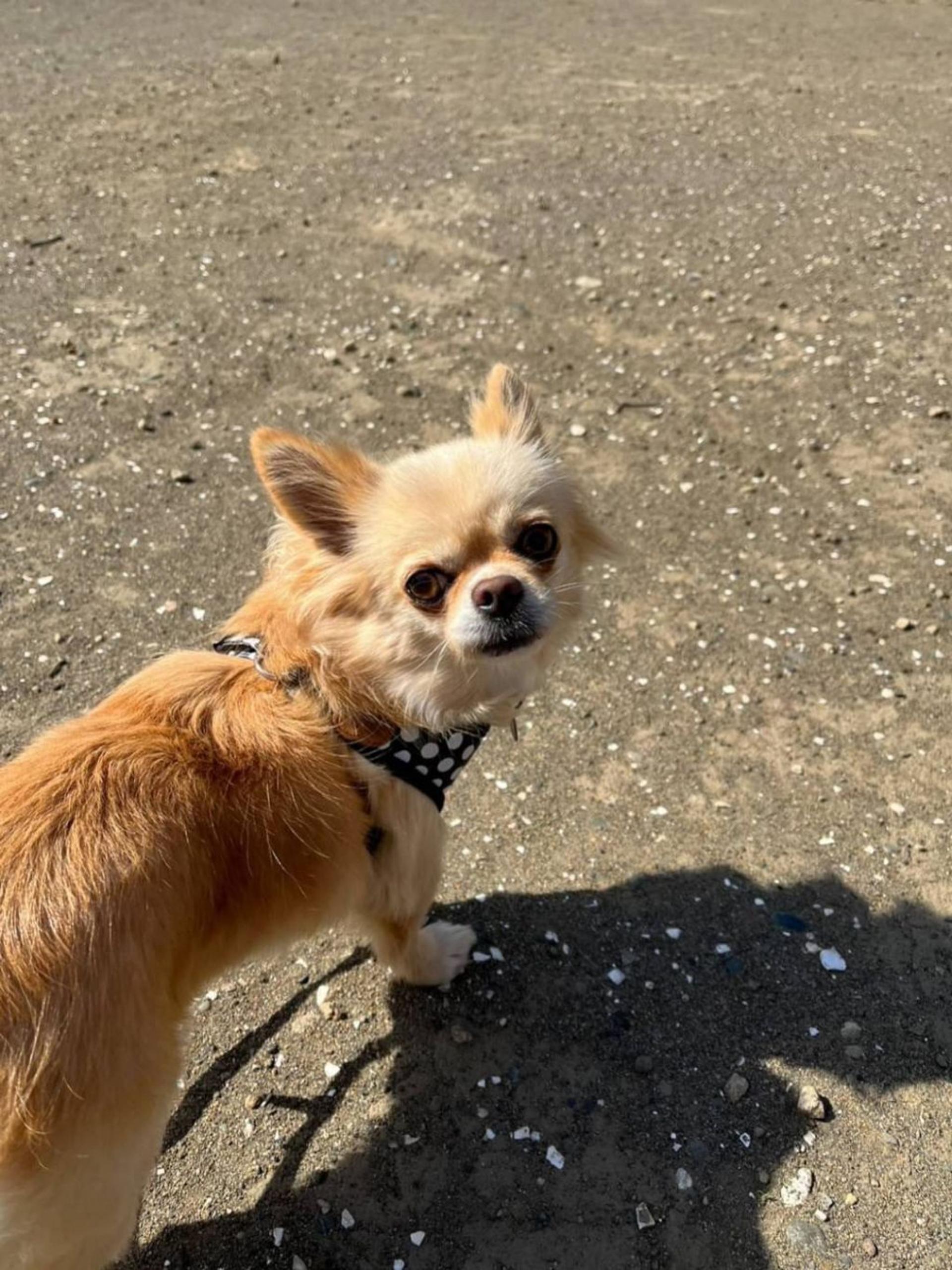 pet-image-2