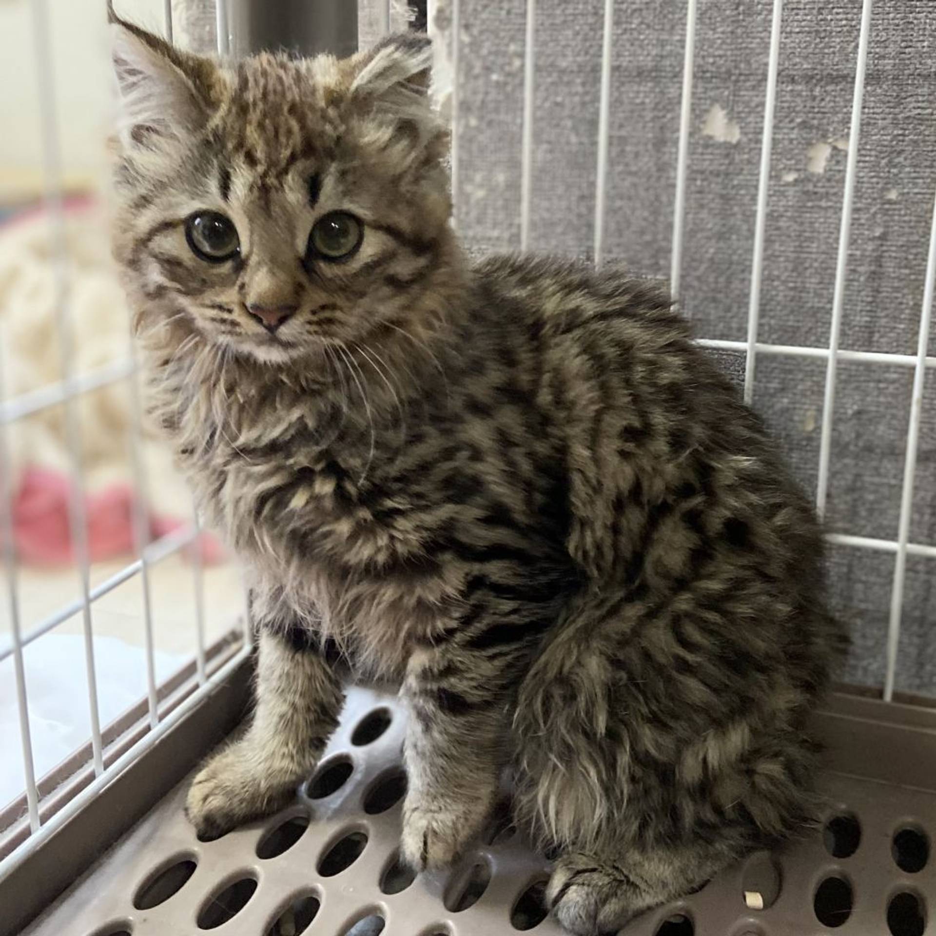 雑種（ミックス猫）・メスの里親募集の写真