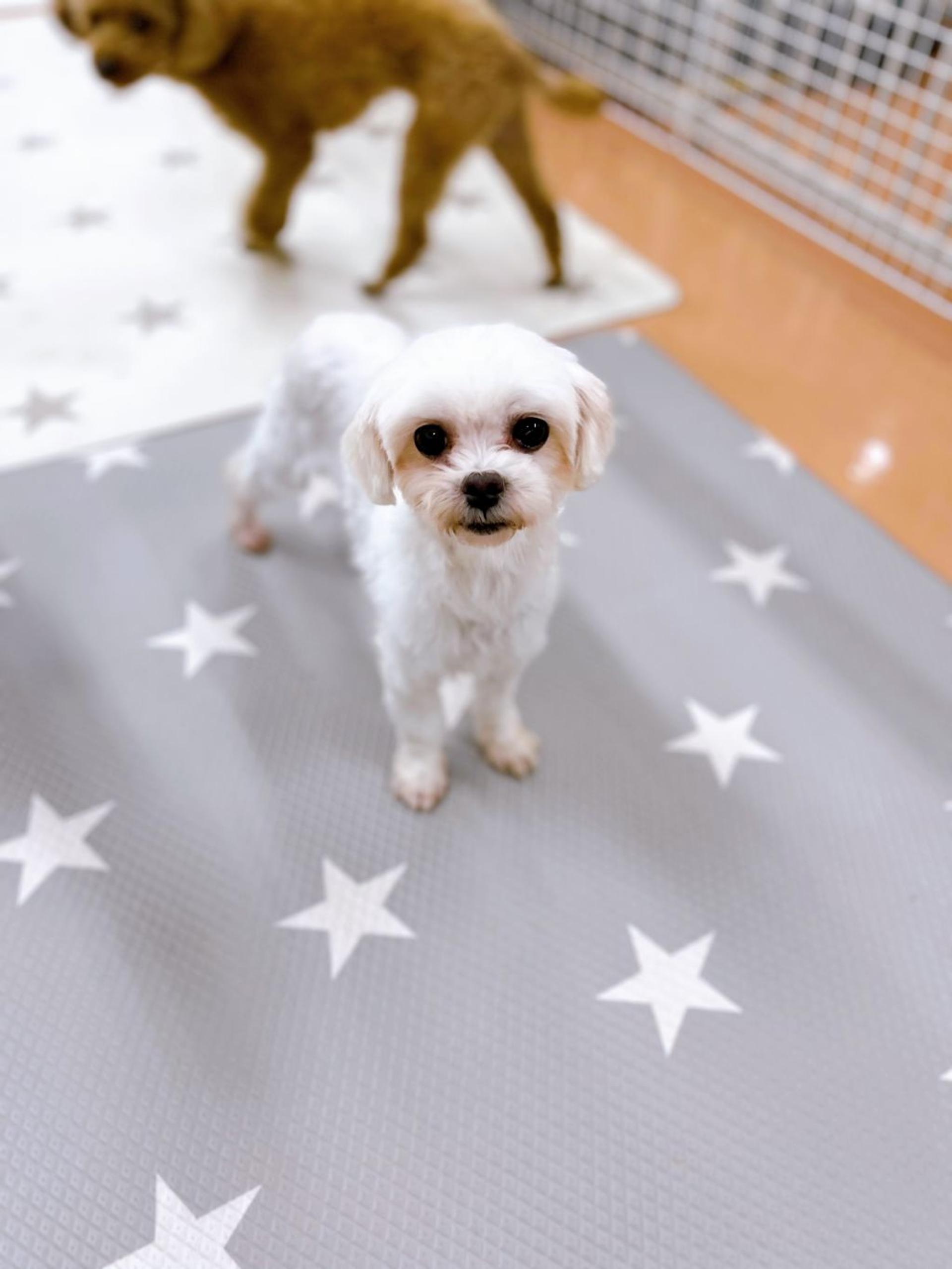 pet-image-2