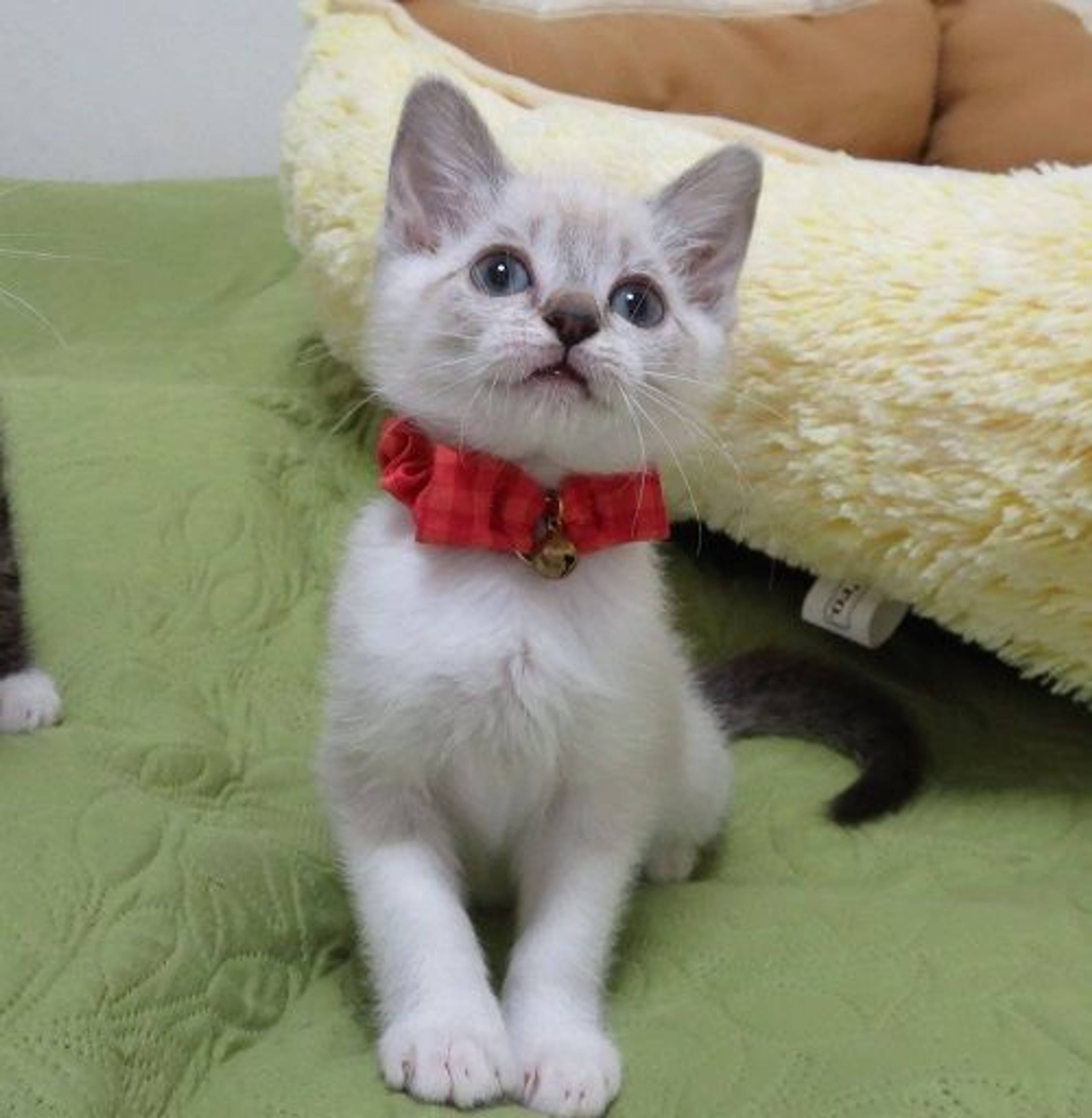 雑種（ミックス猫）・メスの里親募集の写真
