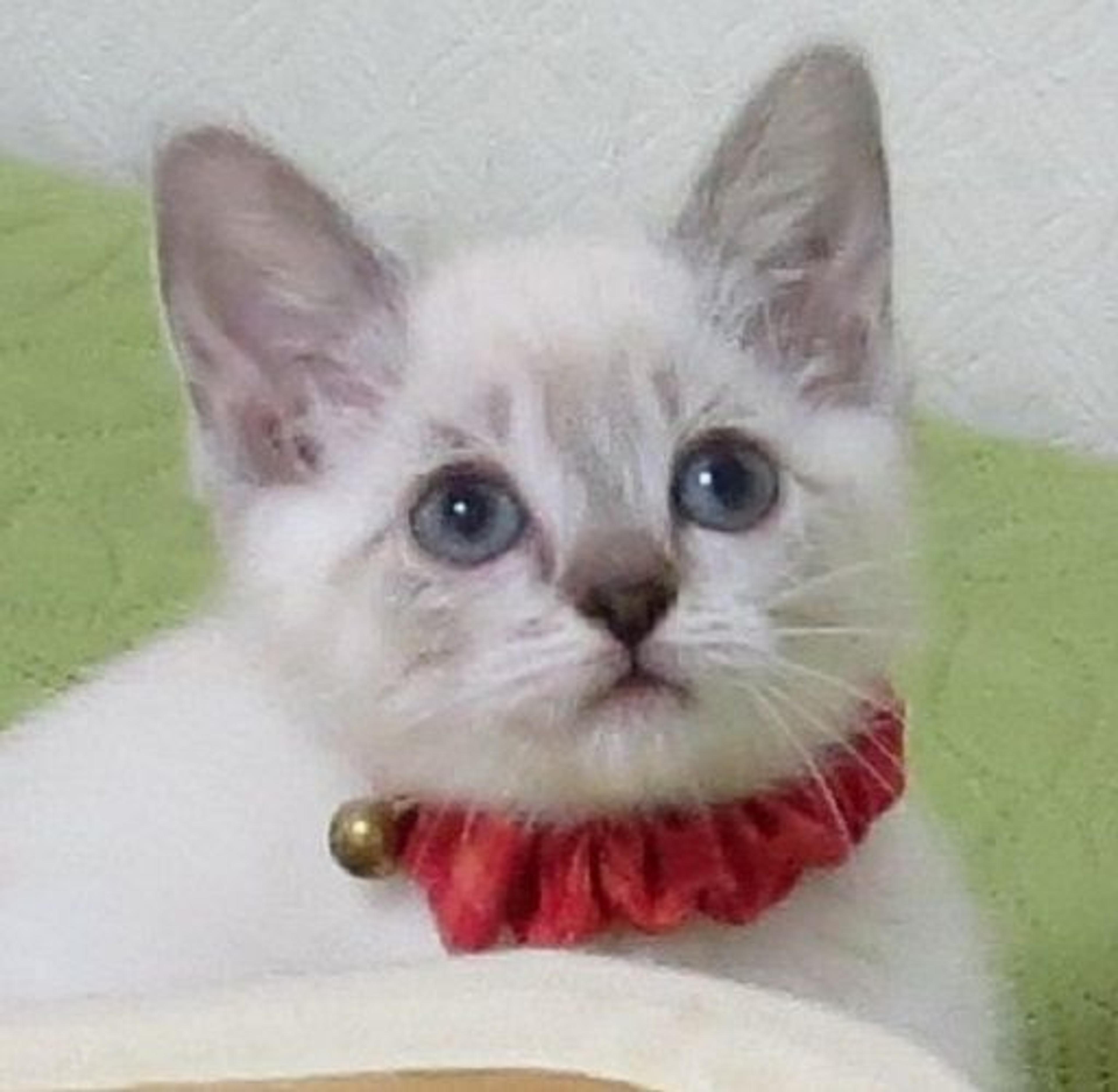pet-image-2