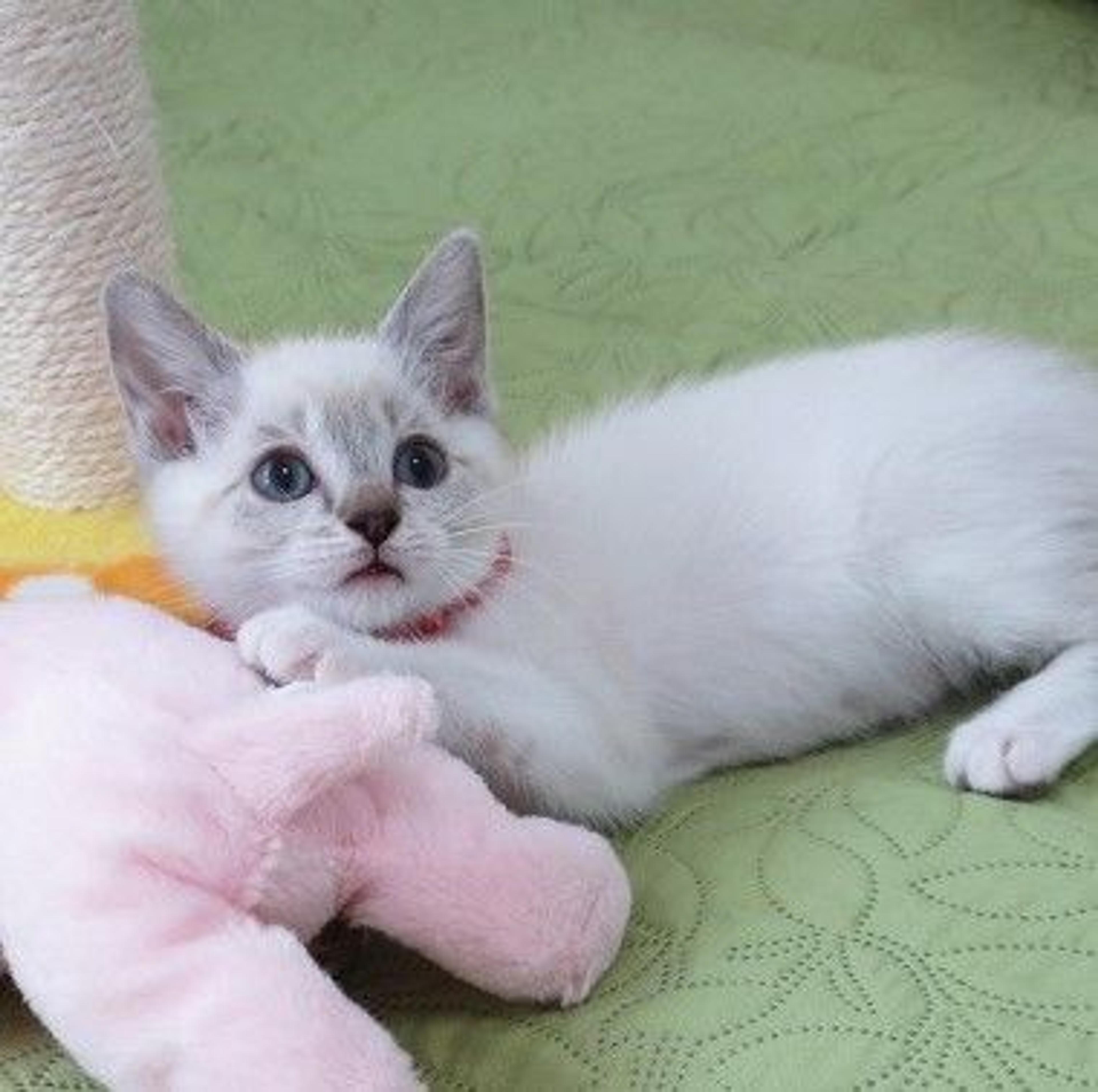 pet-image-3