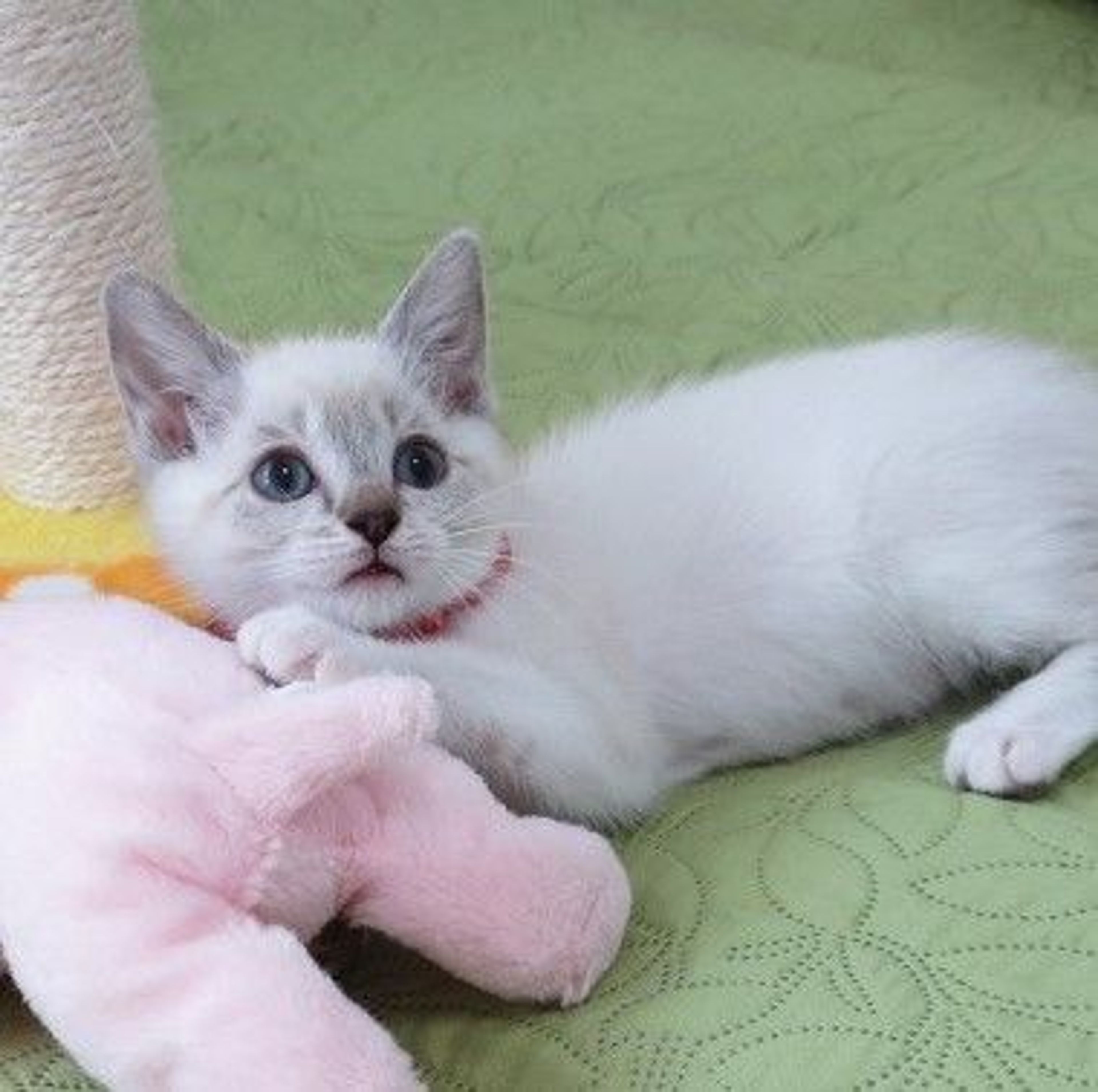 pet-image-3