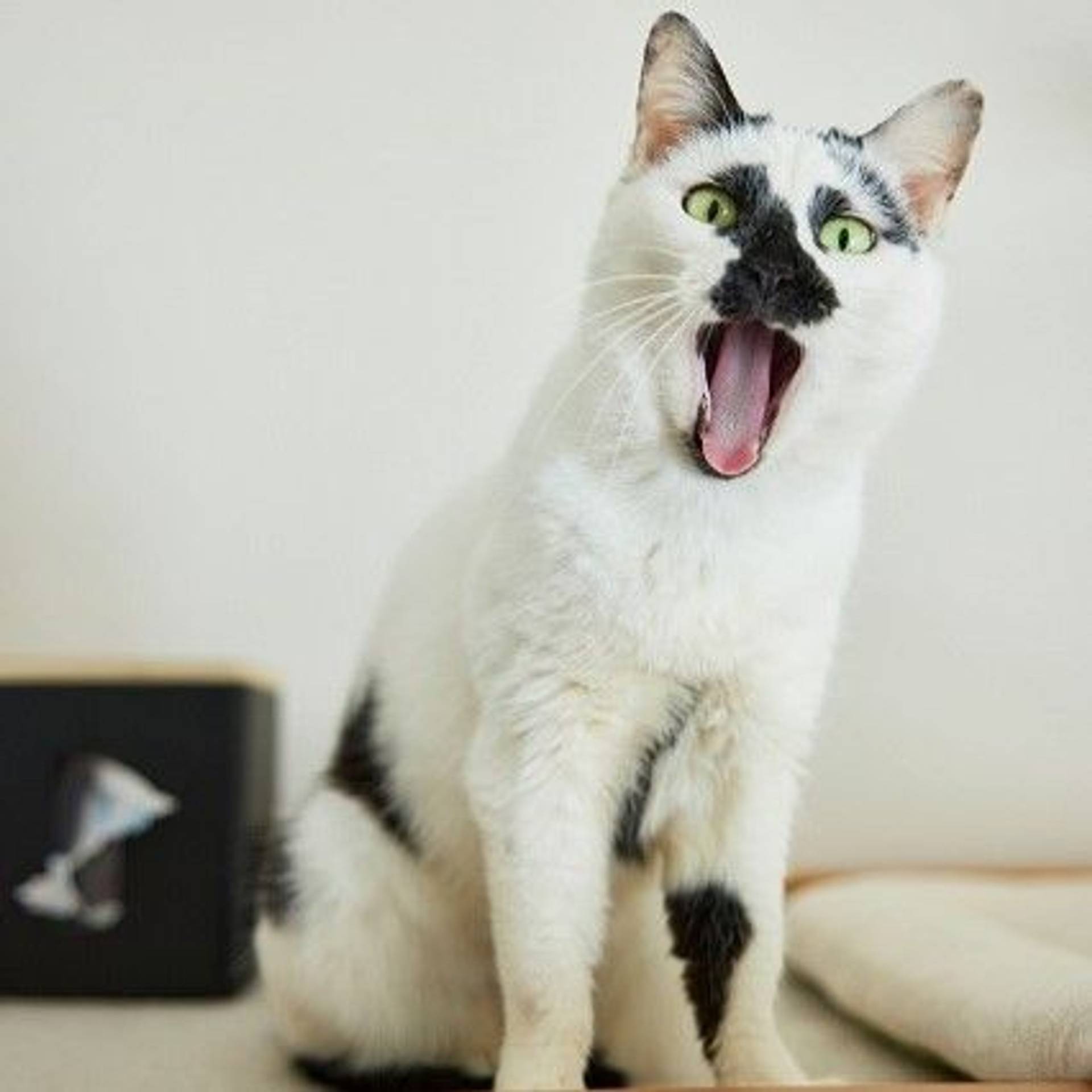 雑種（ミックス猫）・メスの里親募集の写真