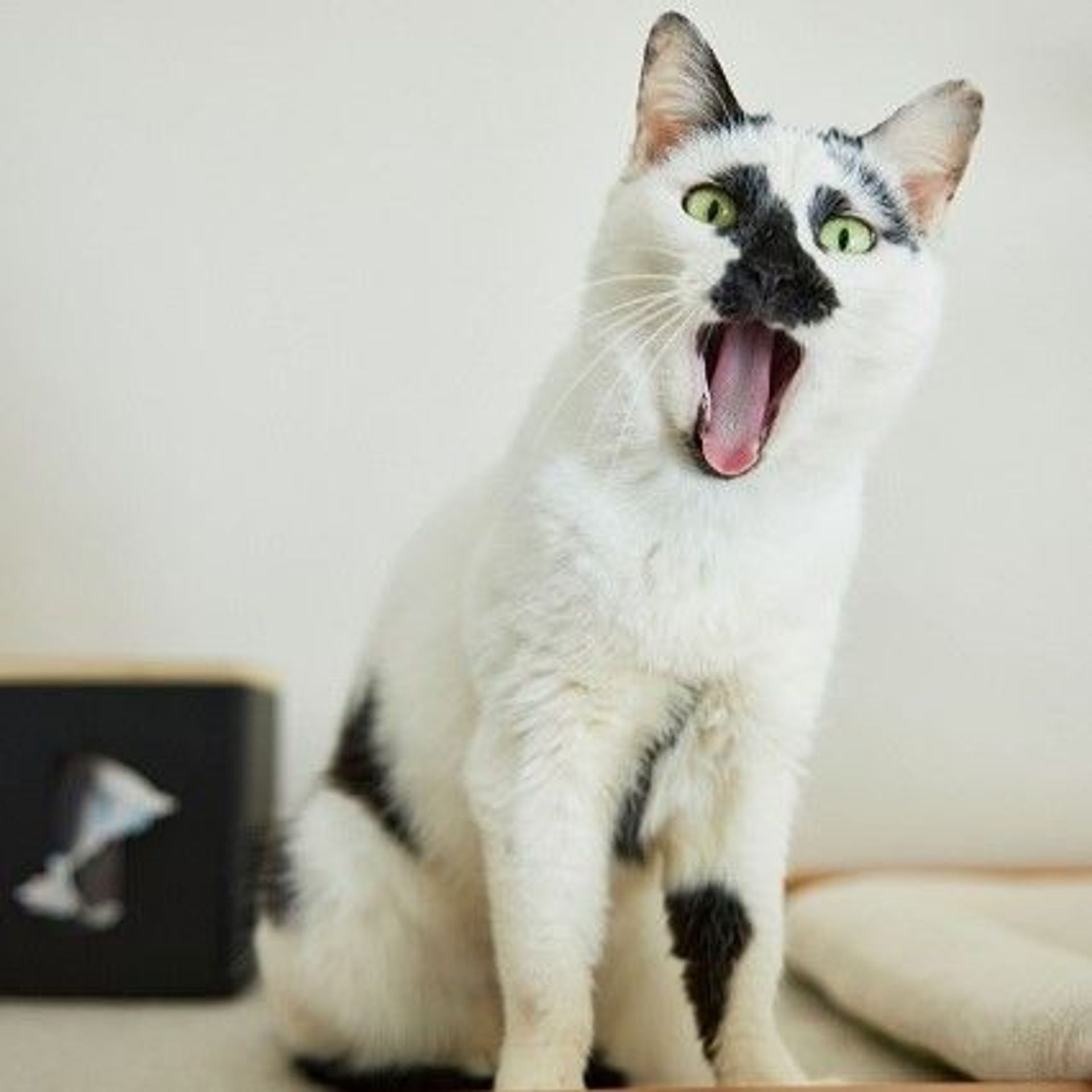 雑種（ミックス猫）・メスの里親募集の写真