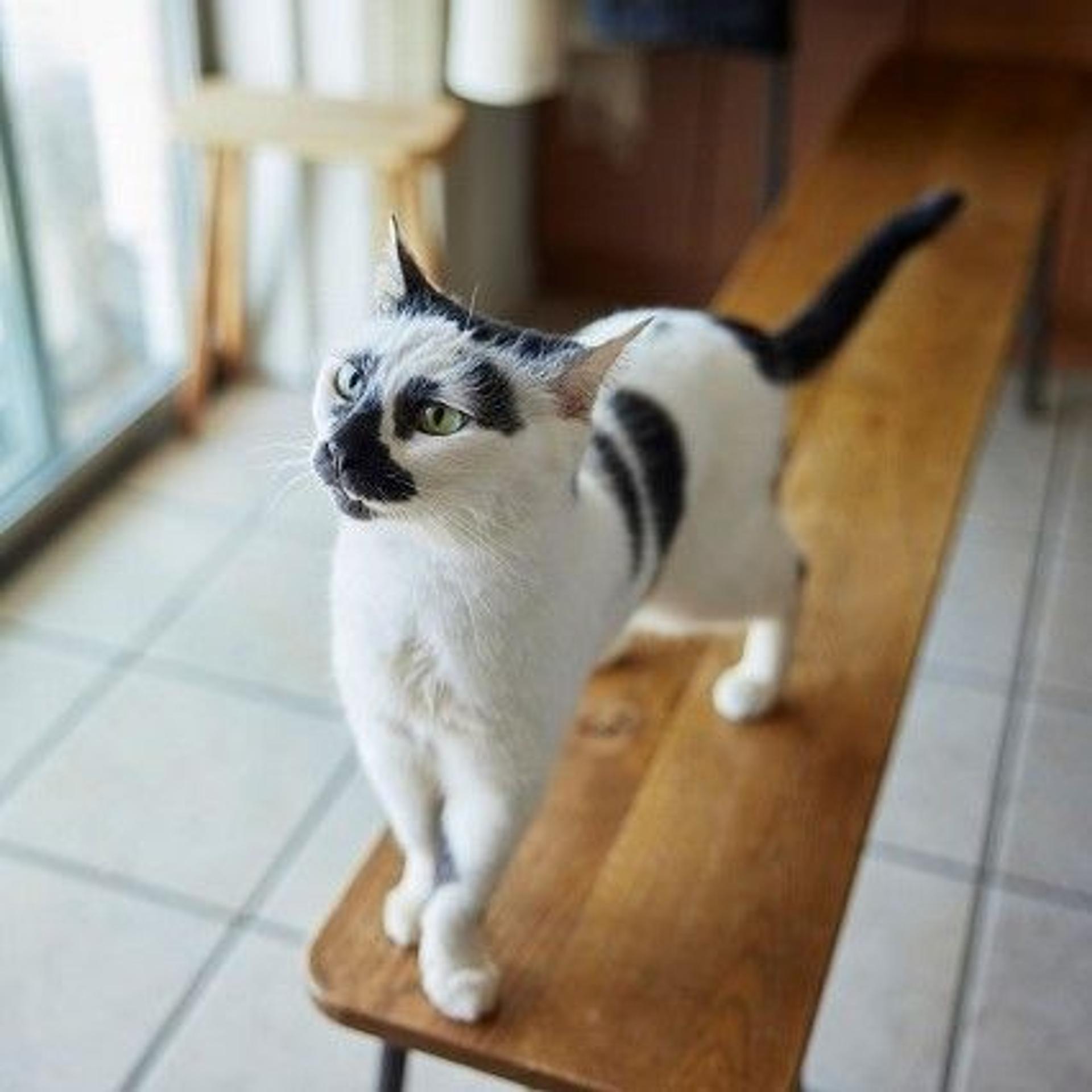 pet-image-2