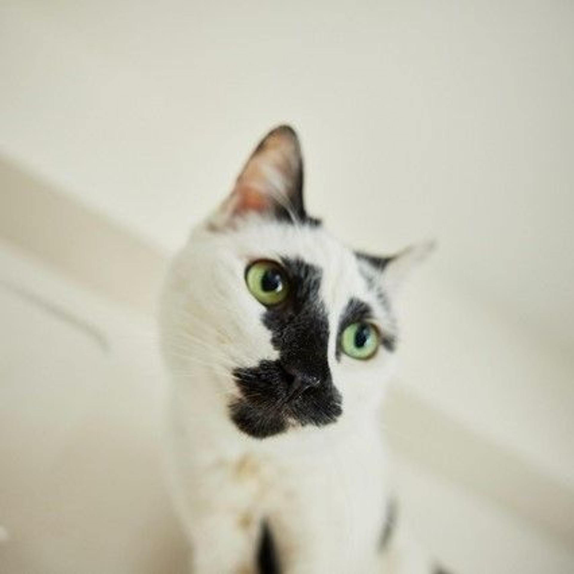 pet-image-3