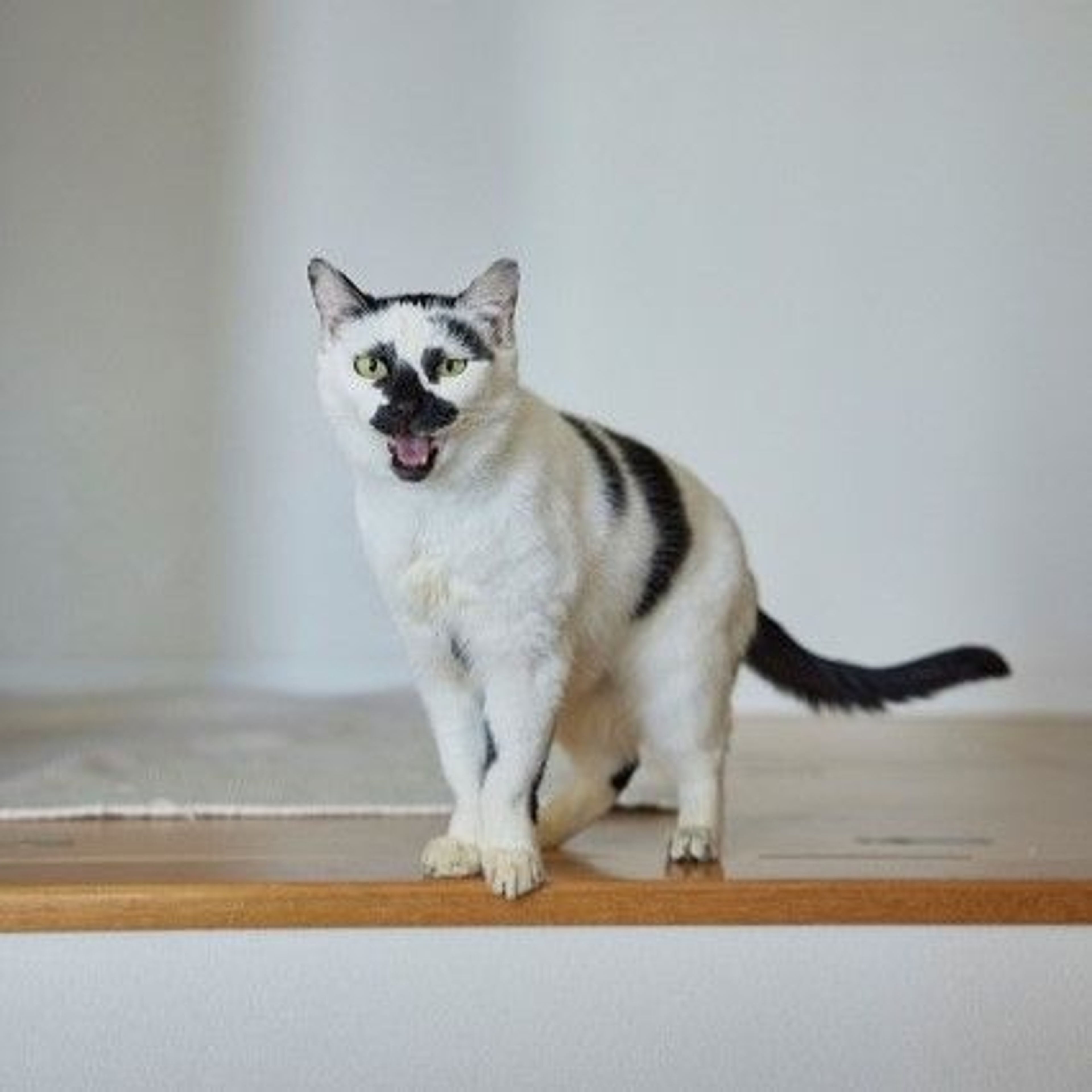 pet-image-4