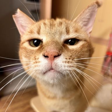 くにお