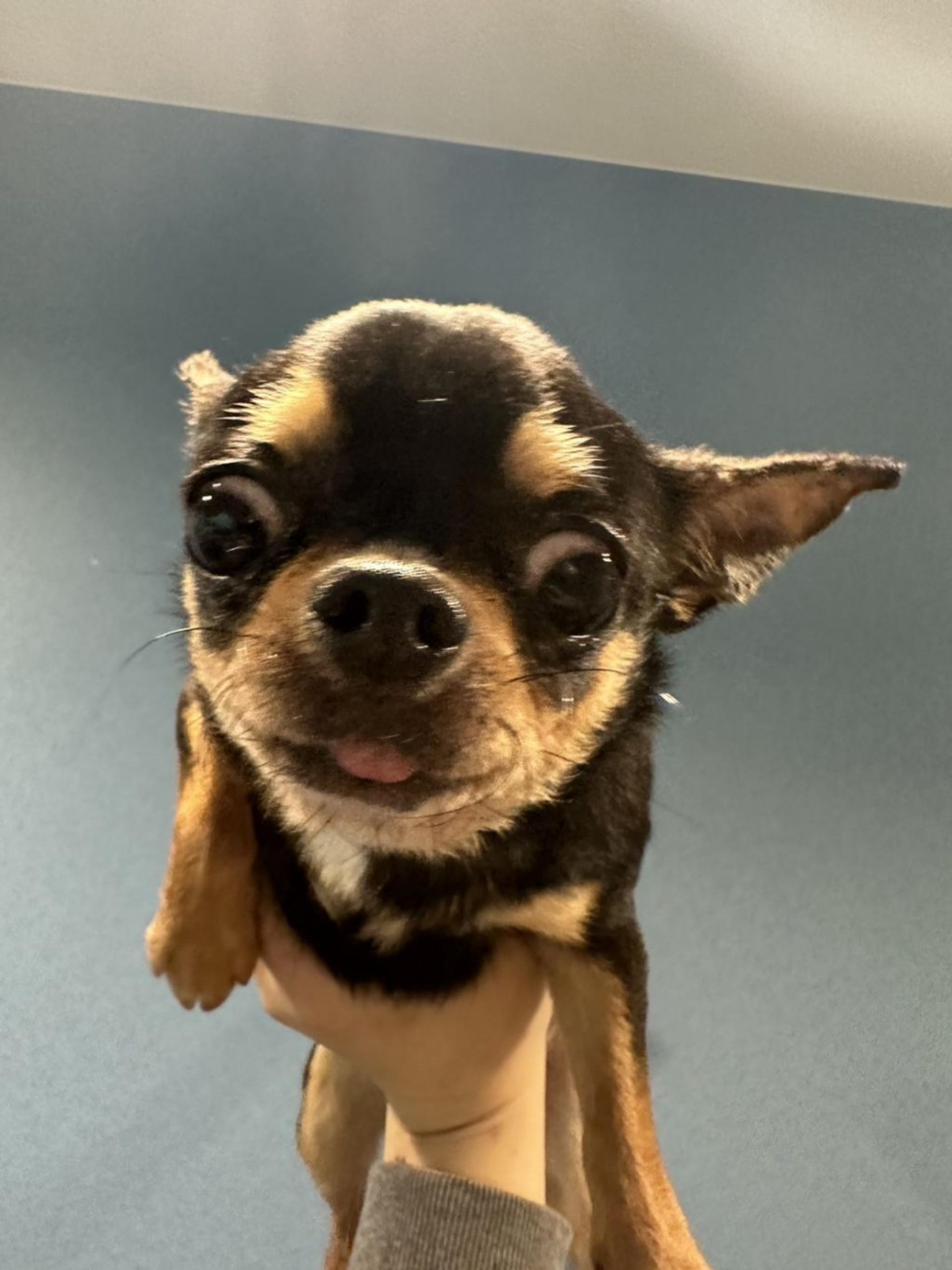 pet-image-4