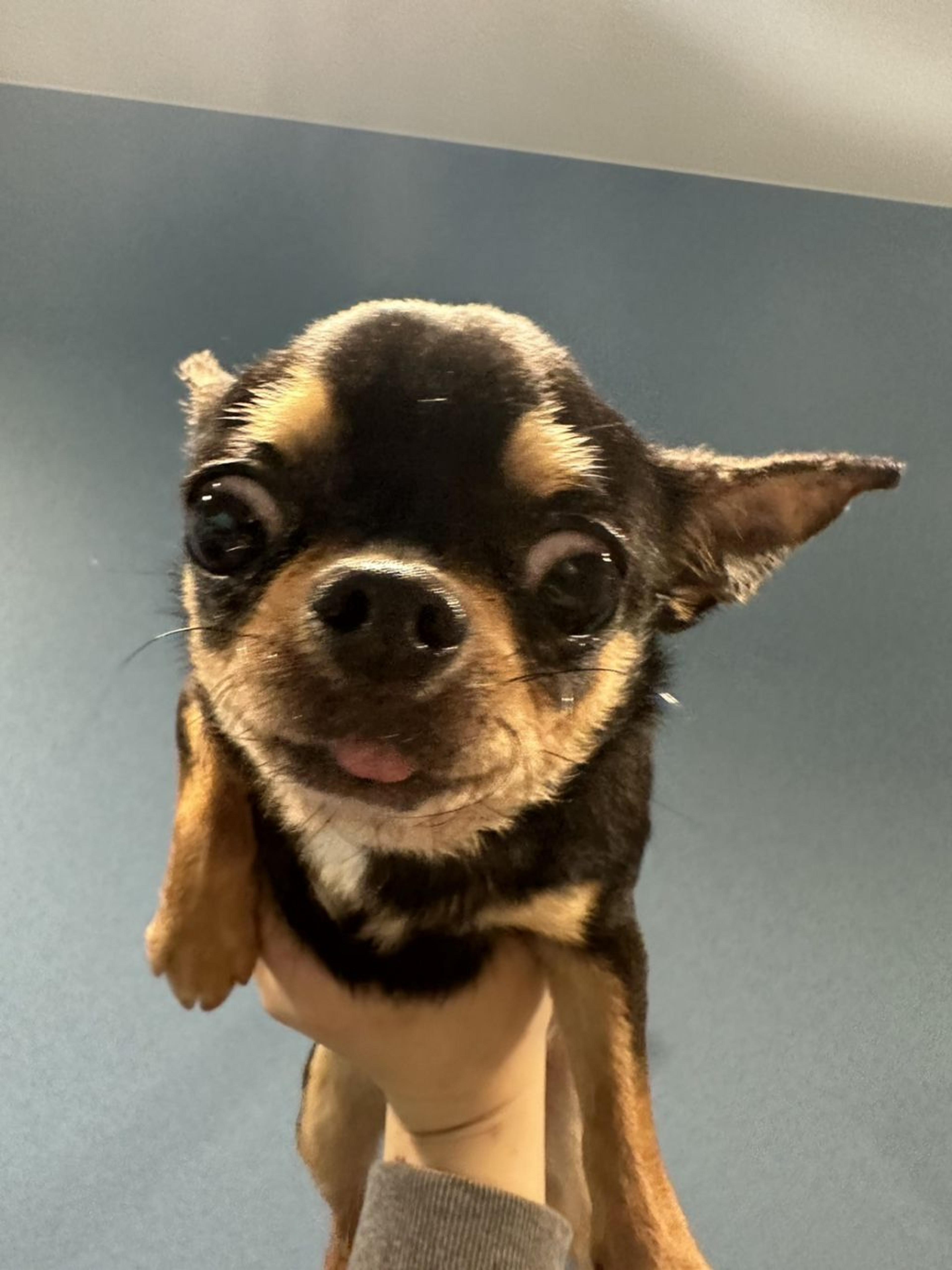 pet-image-4