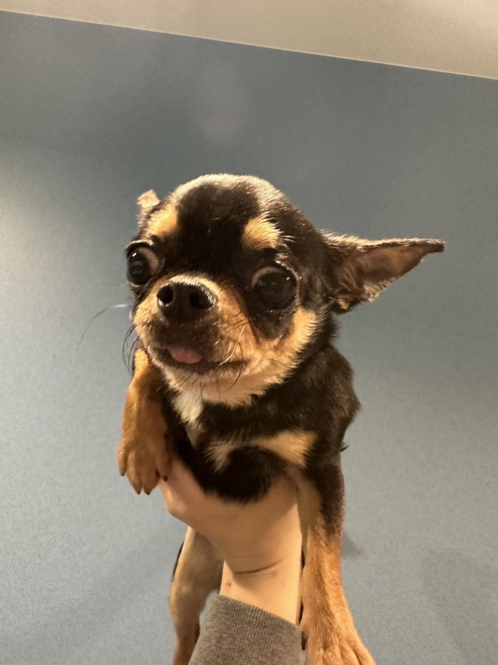 pet-image-5