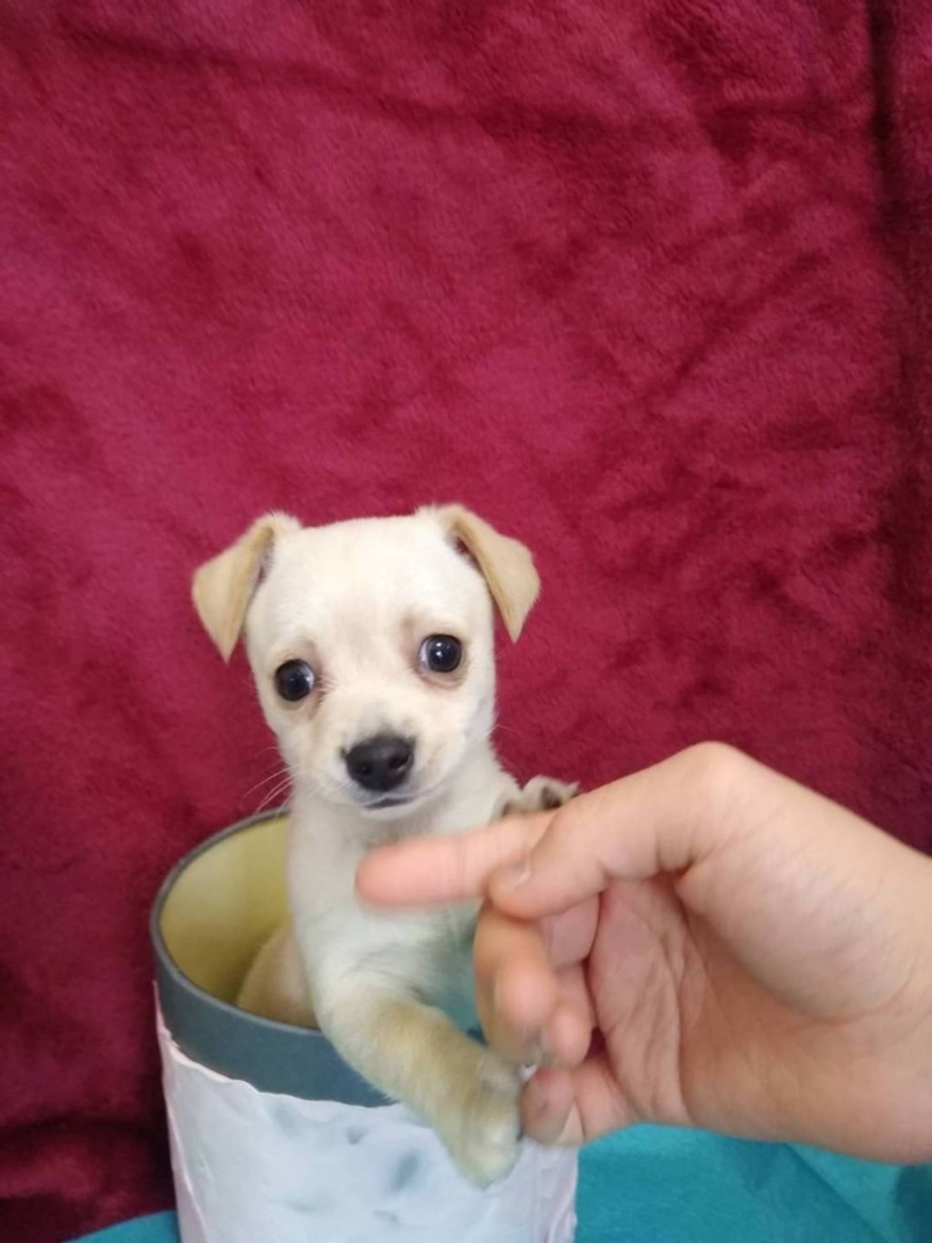雑種（ミックス犬）・メスの里親募集の写真