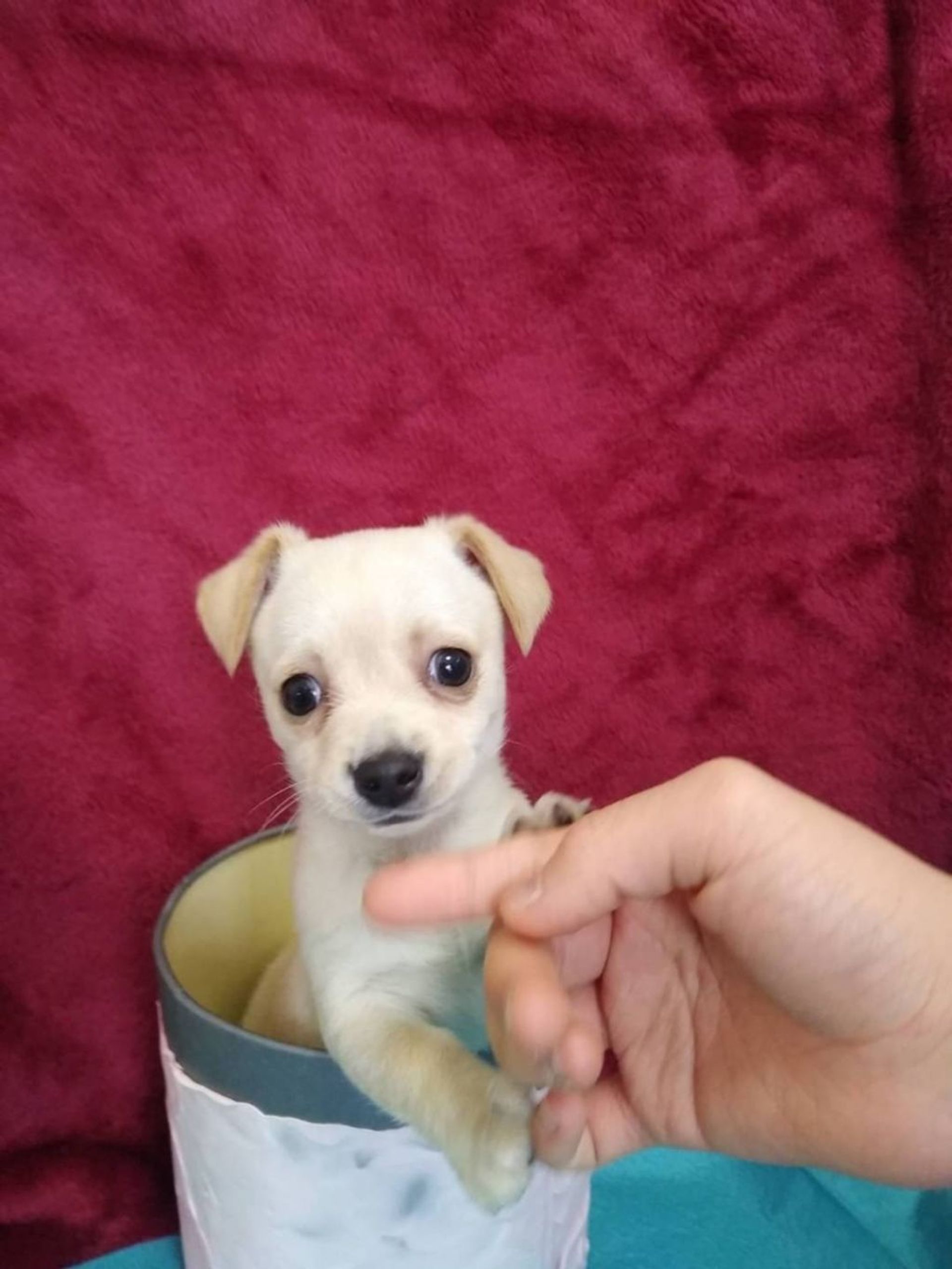 雑種（ミックス犬）・メスの里親募集の写真