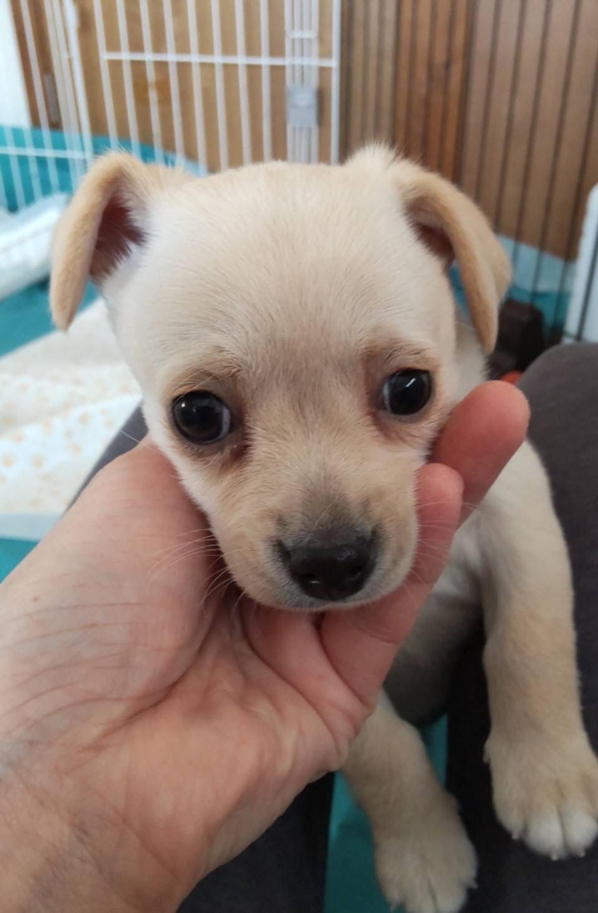 pet-image-4