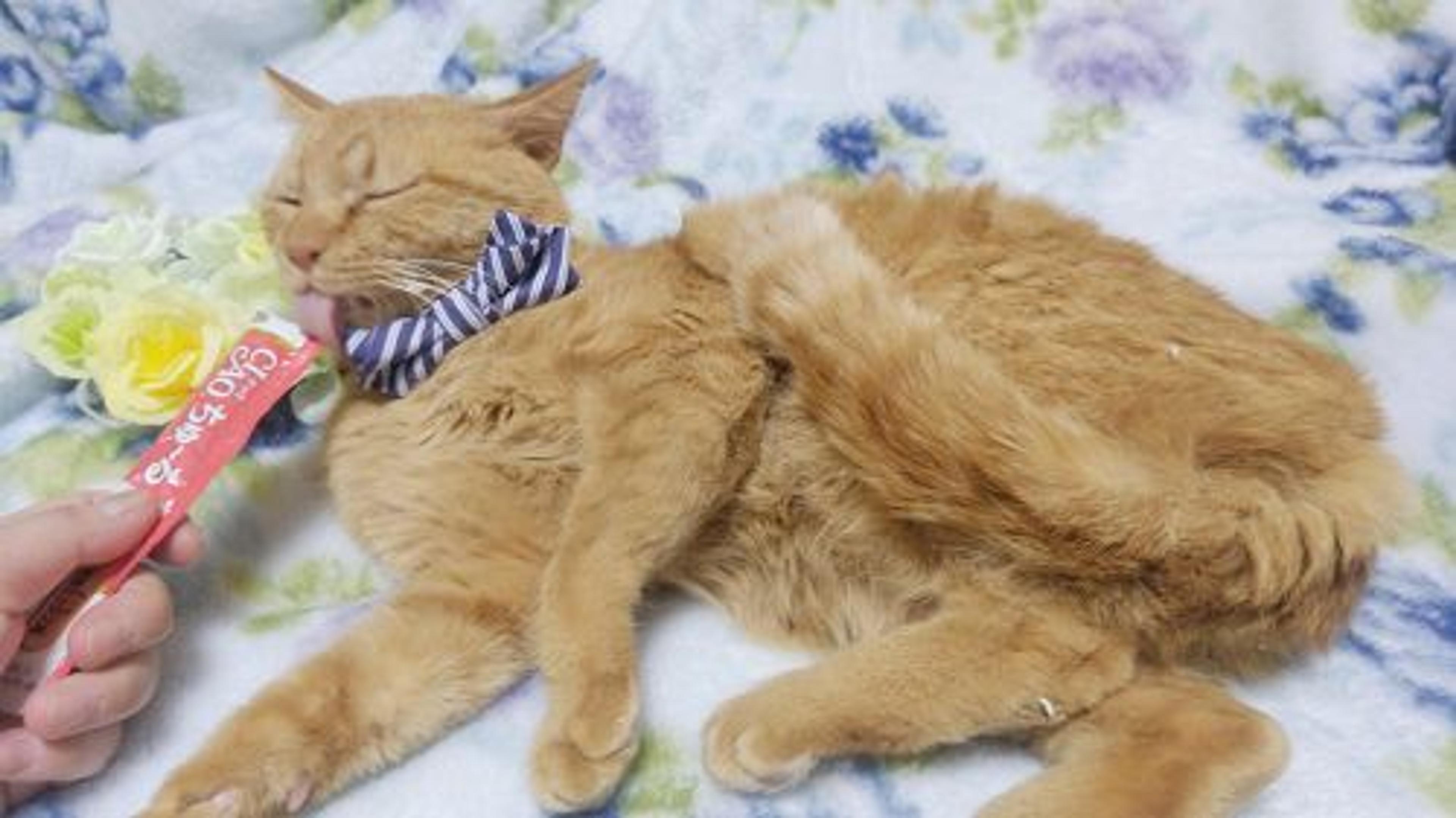pet-image-3