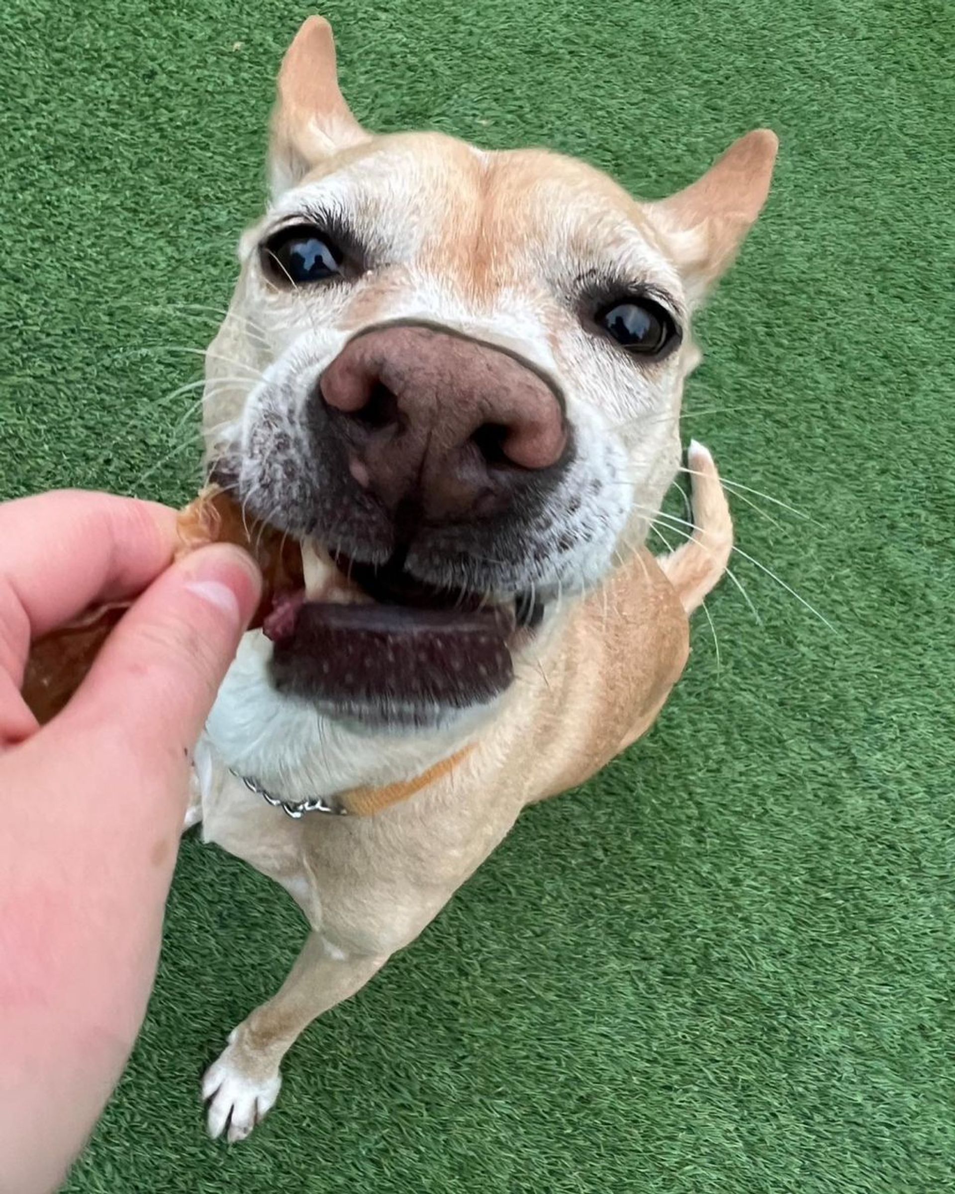 雑種（ミックス犬）・メスの里親募集の写真