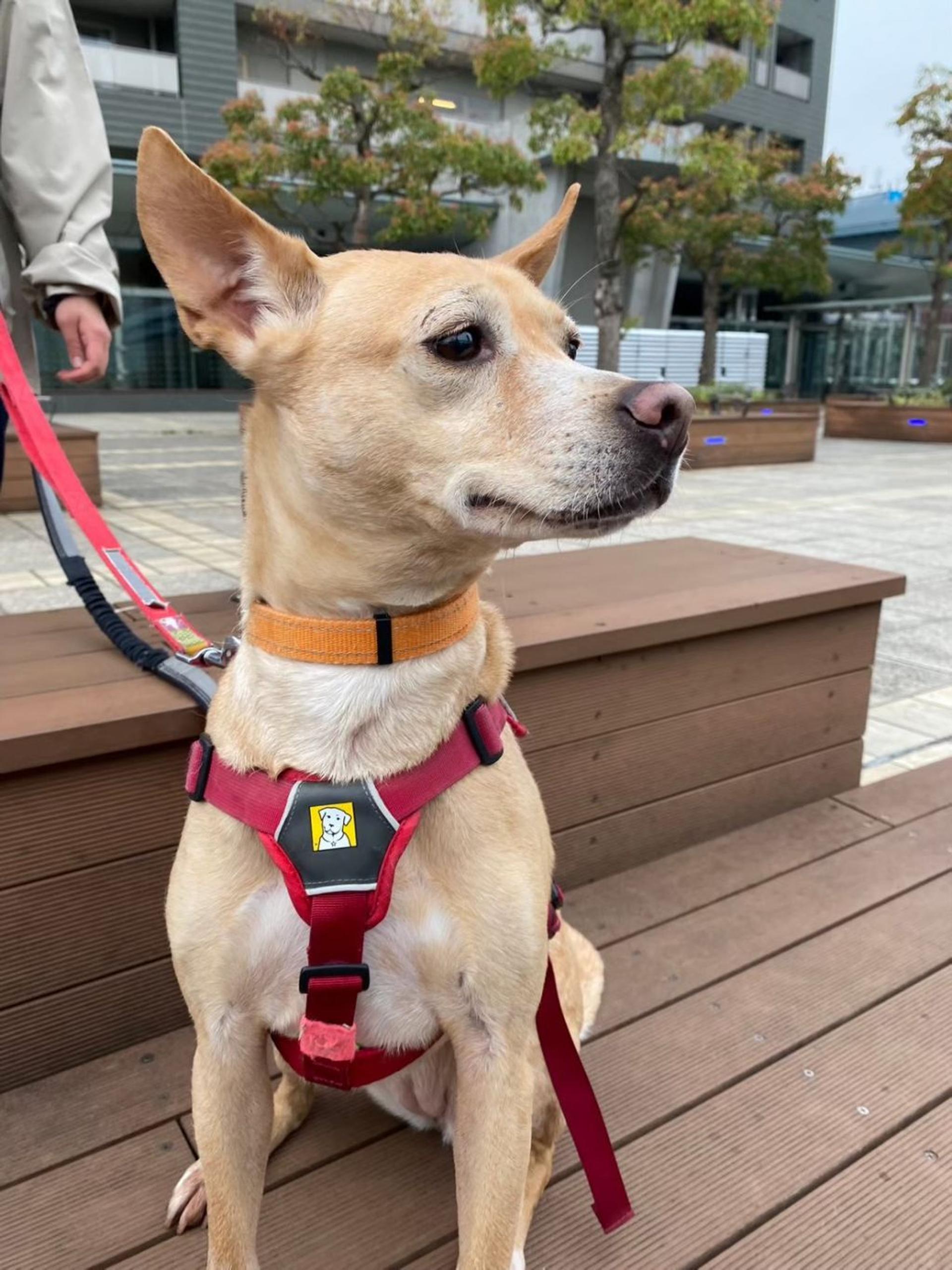 pet-image-4