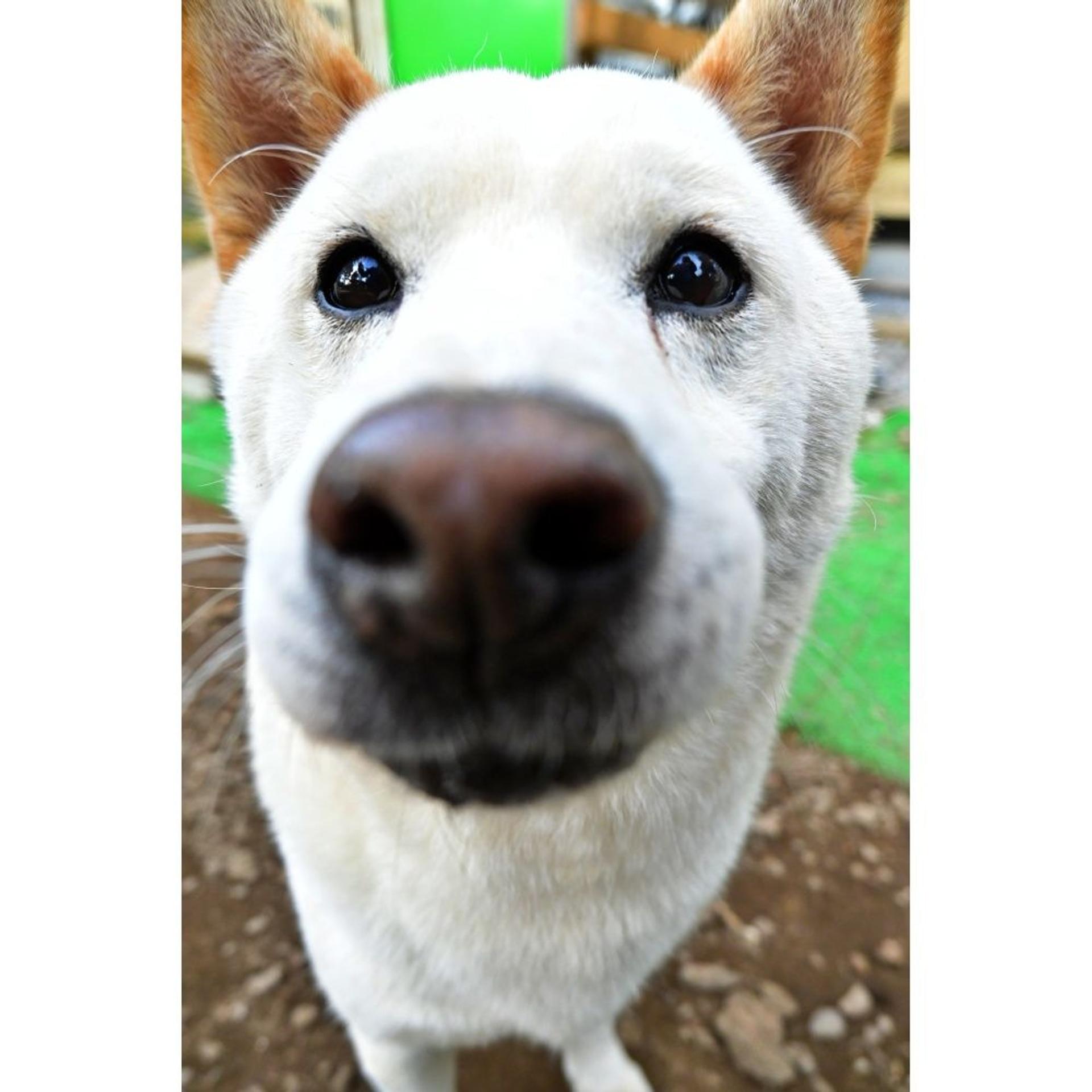 pet-image-3