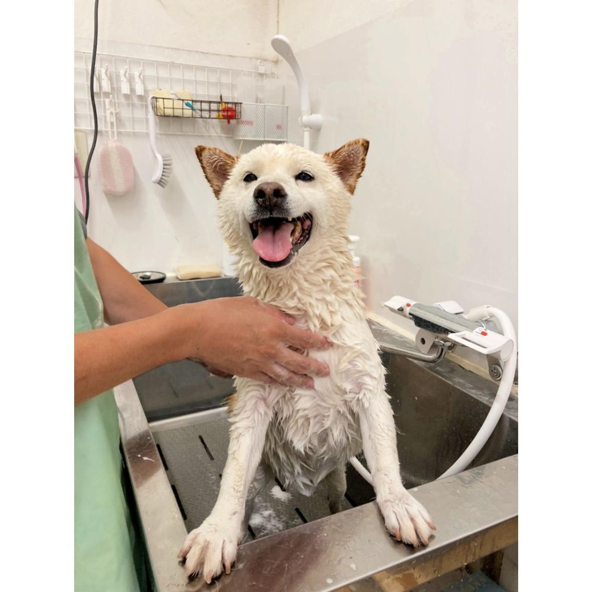 pet-image-5