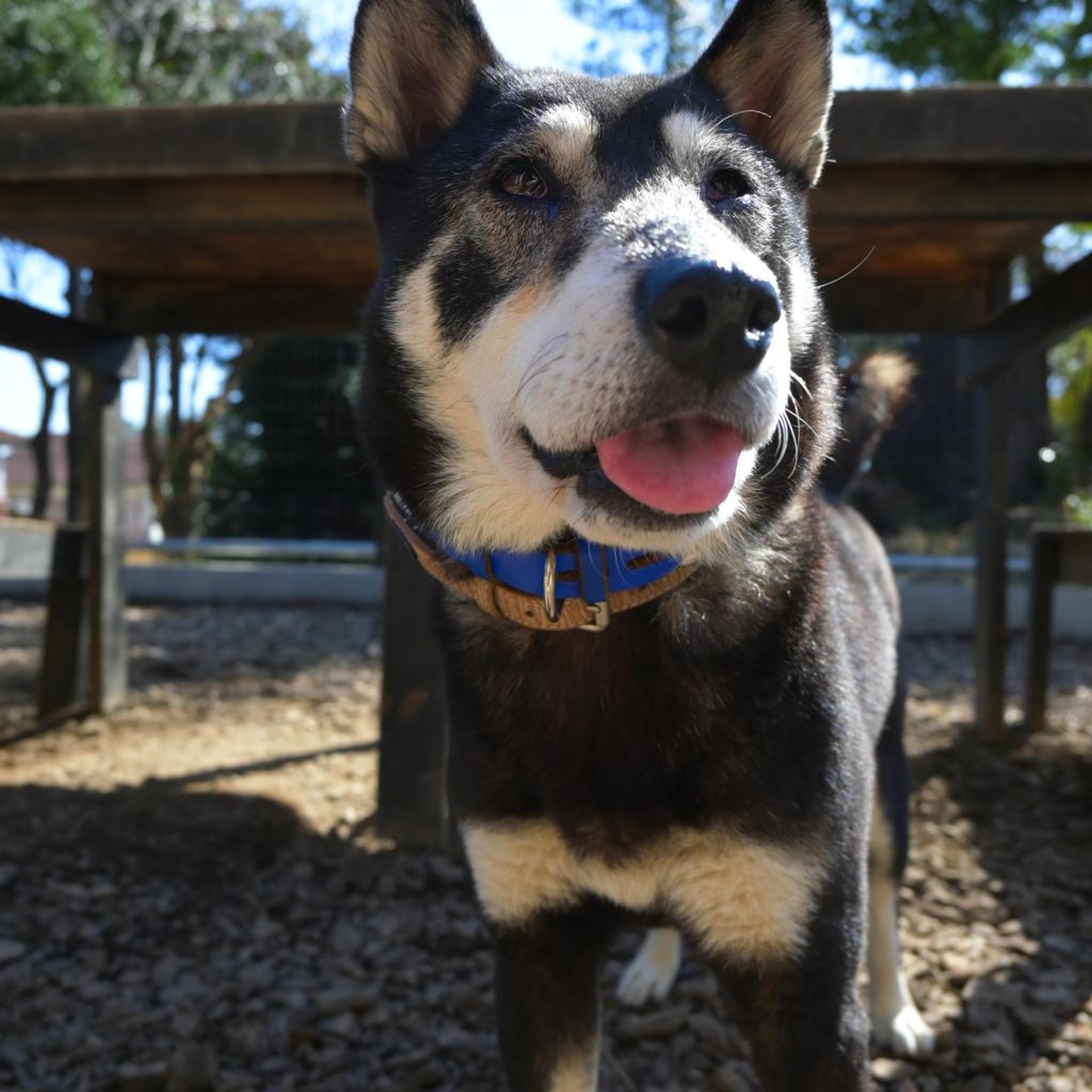pet-image-4
