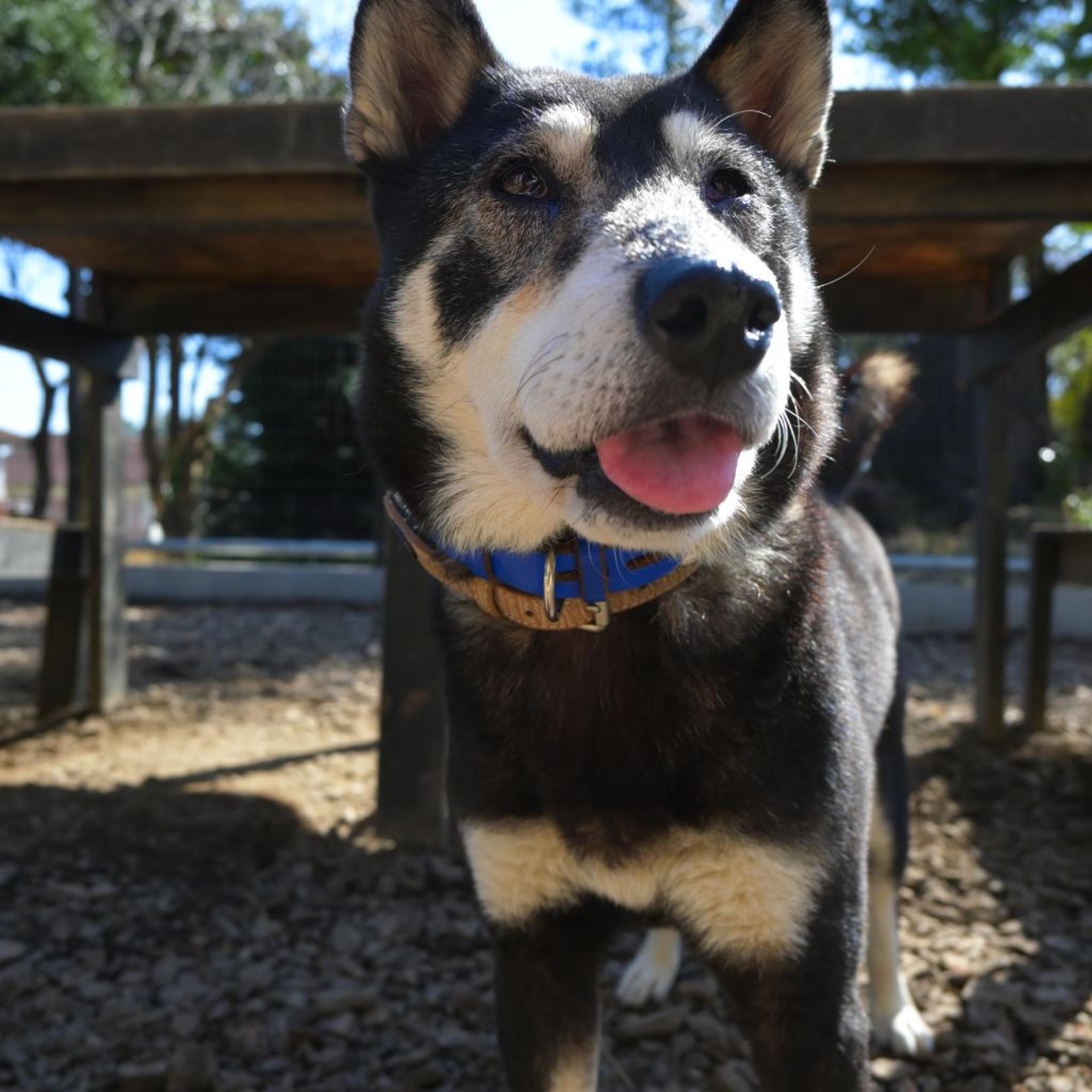 pet-image-4