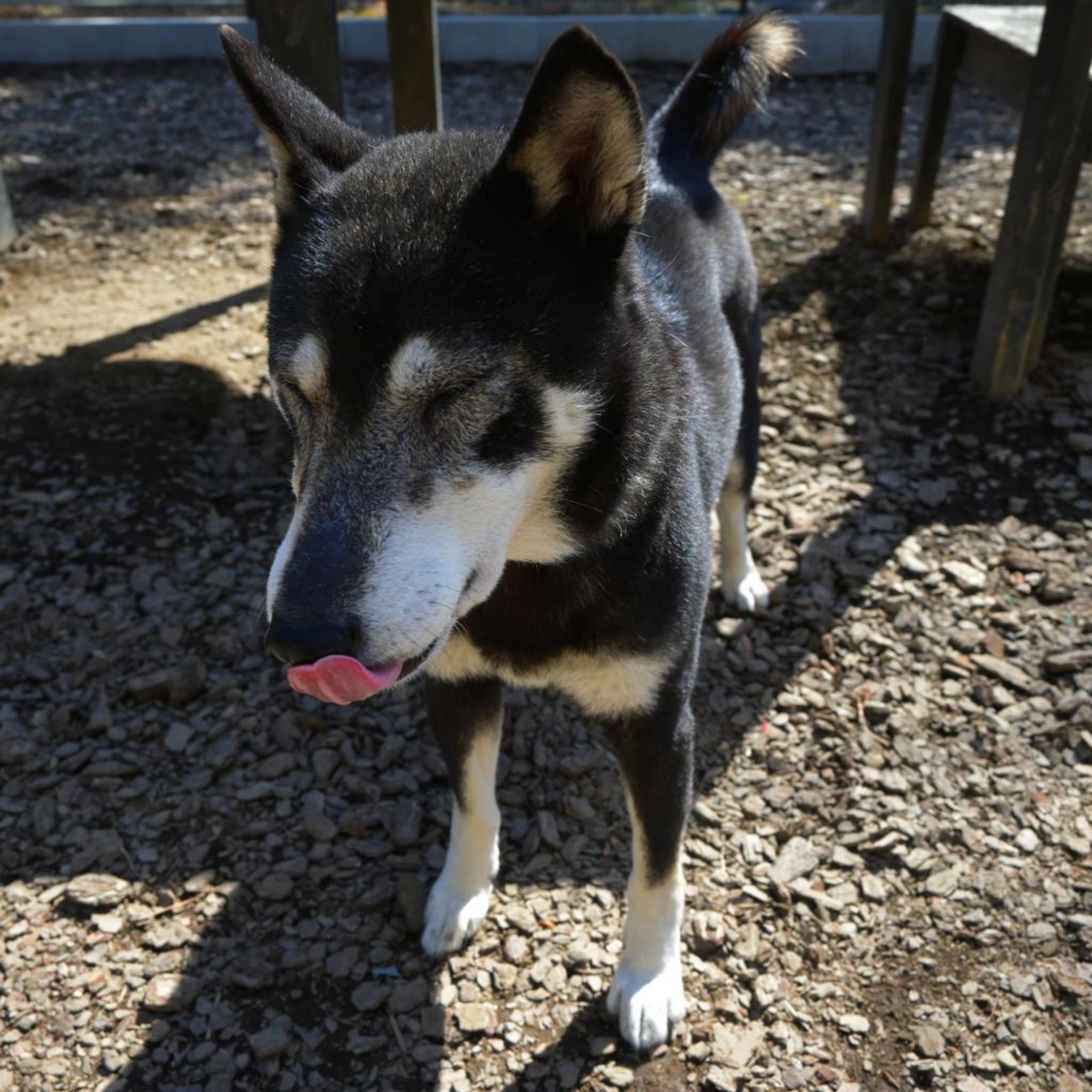 pet-image-5